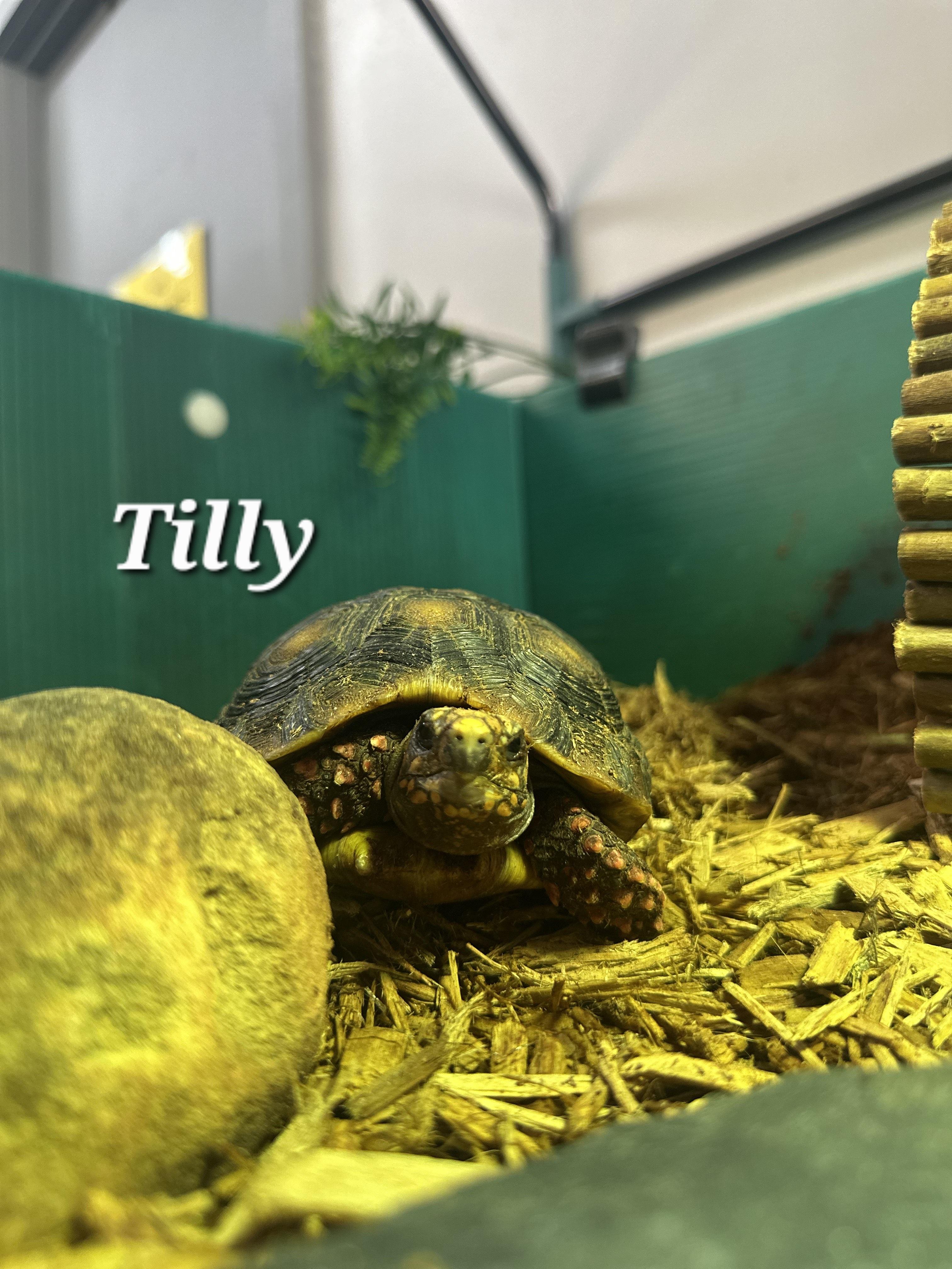 Enlarge Tilly, a Adoptable Red Foot in Waukesha, WI image 3/6
