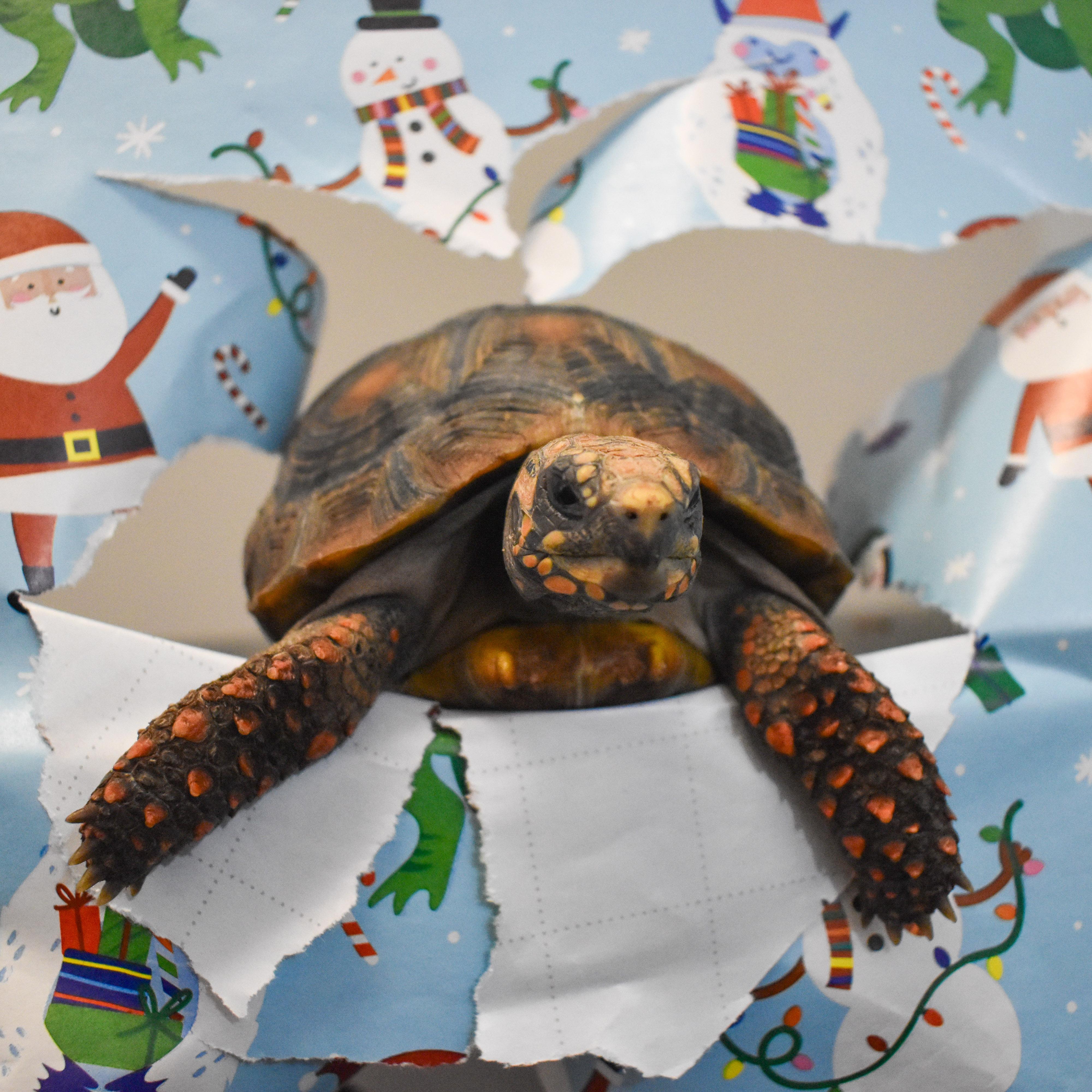 Enlarge Tilly, a Adoptable Red Foot in Waukesha, WI image 2/6