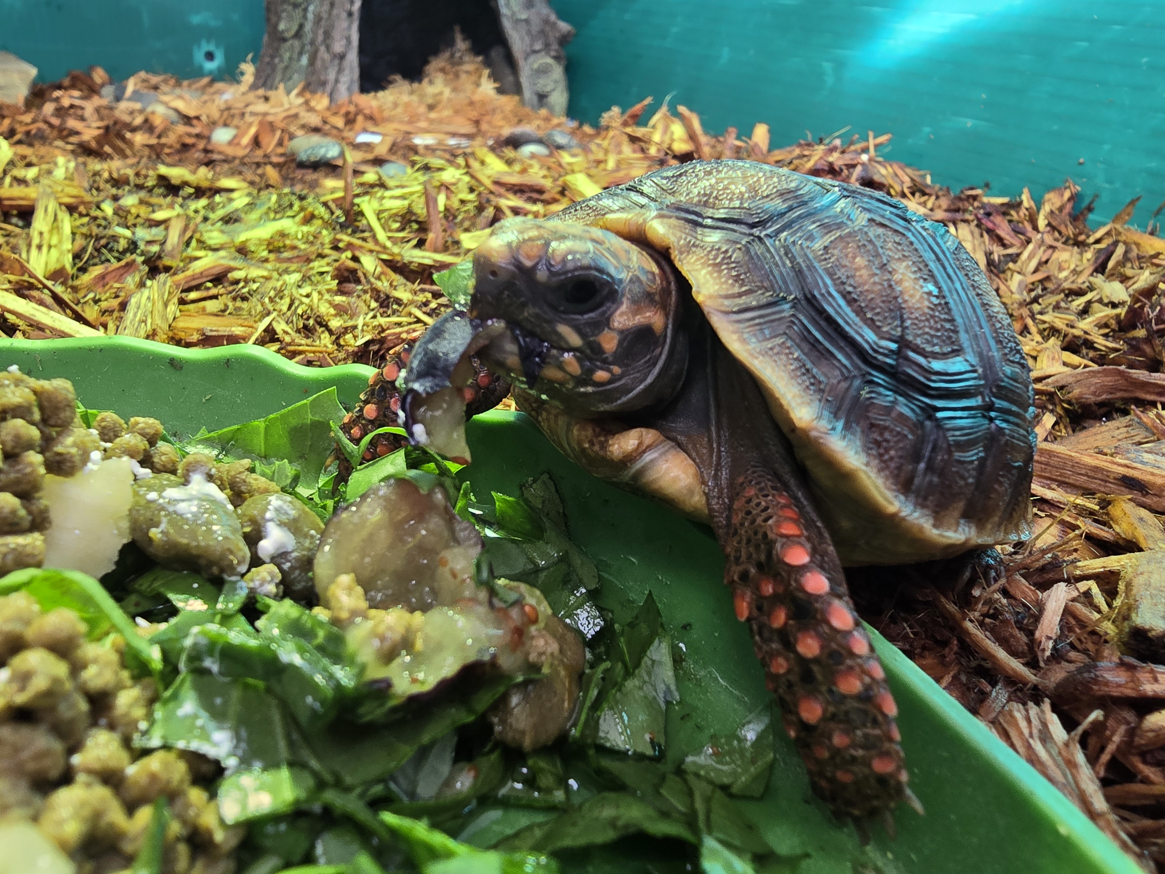 Enlarge Tilly, a Adoptable Red Foot in Waukesha, WI image 6/6