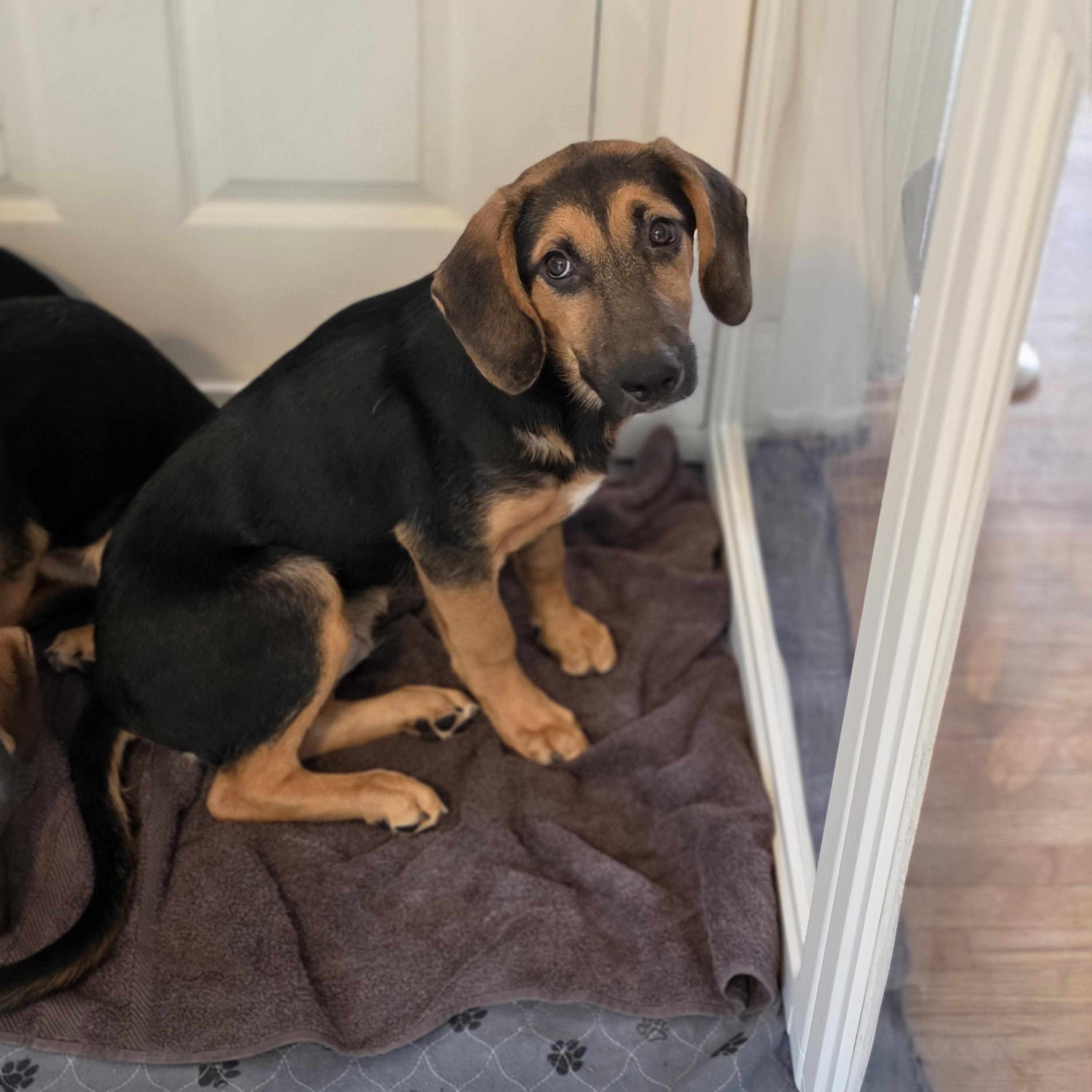 Enlarge Wisp, a Adoptable mixed breed in Blairstown, NJ image 2/4