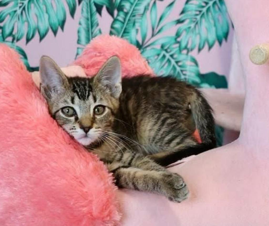 Apollo, ADOPTABLE, Young Male Domestic Short Hair.