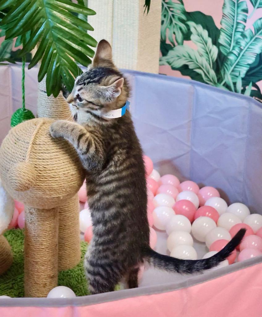 Enlarge Apollo, a ADOPTABLE Domestic Short Hair in Cortland, OH image 3/3