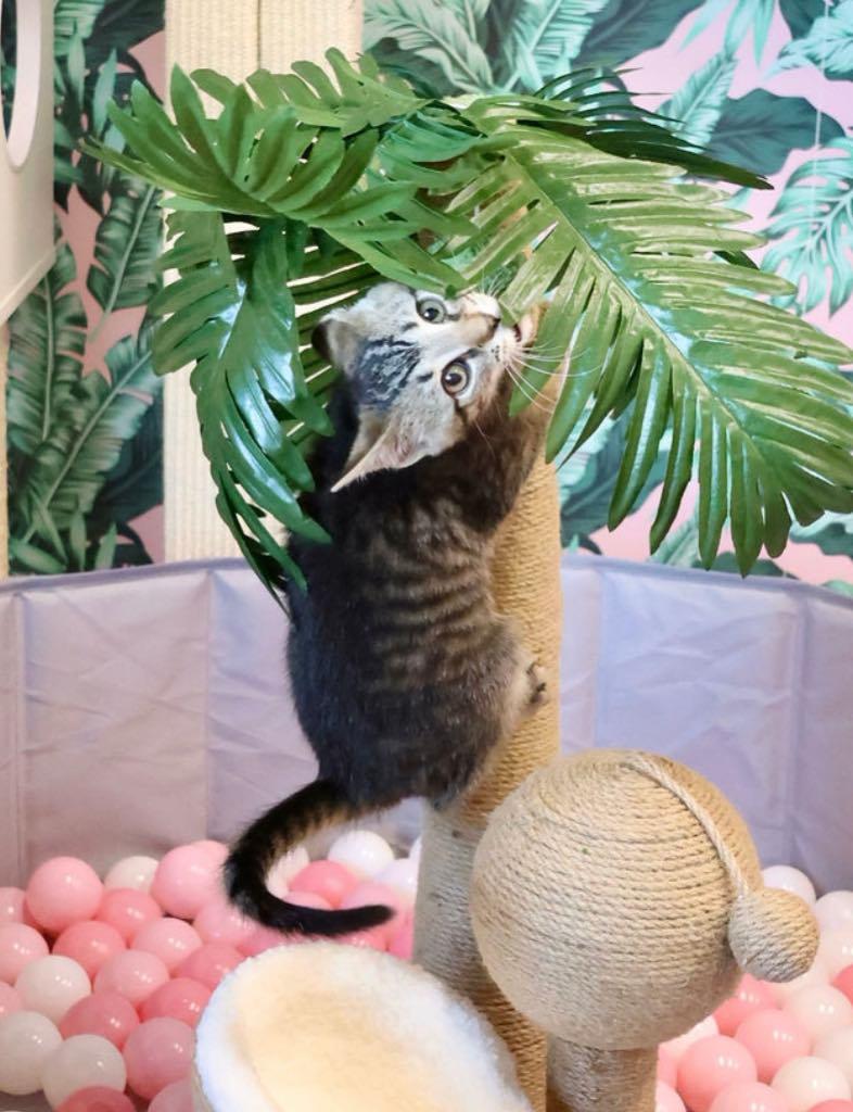 Enlarge Apollo, a ADOPTABLE Domestic Short Hair in Cortland, OH image 2/3