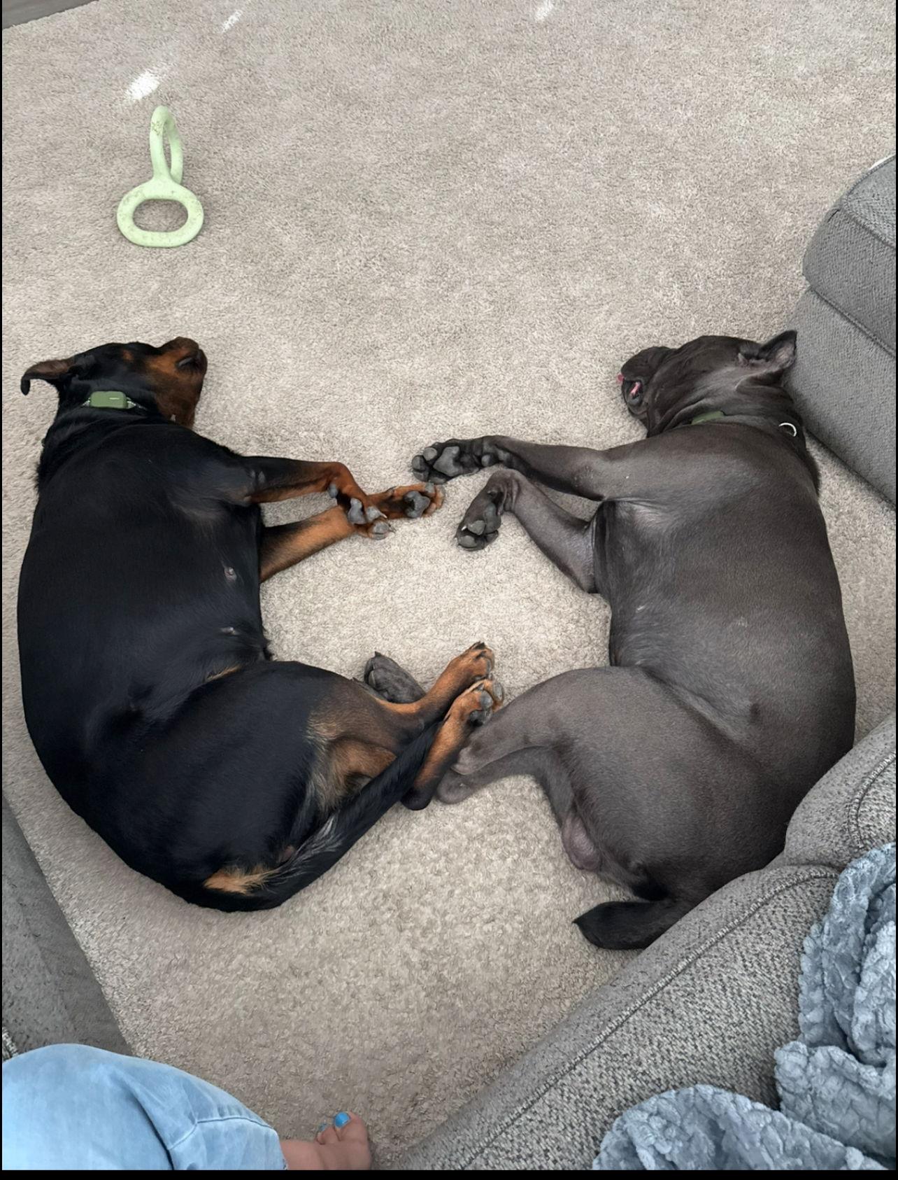 Odin, Adoptable, Young Male Cane Corso.