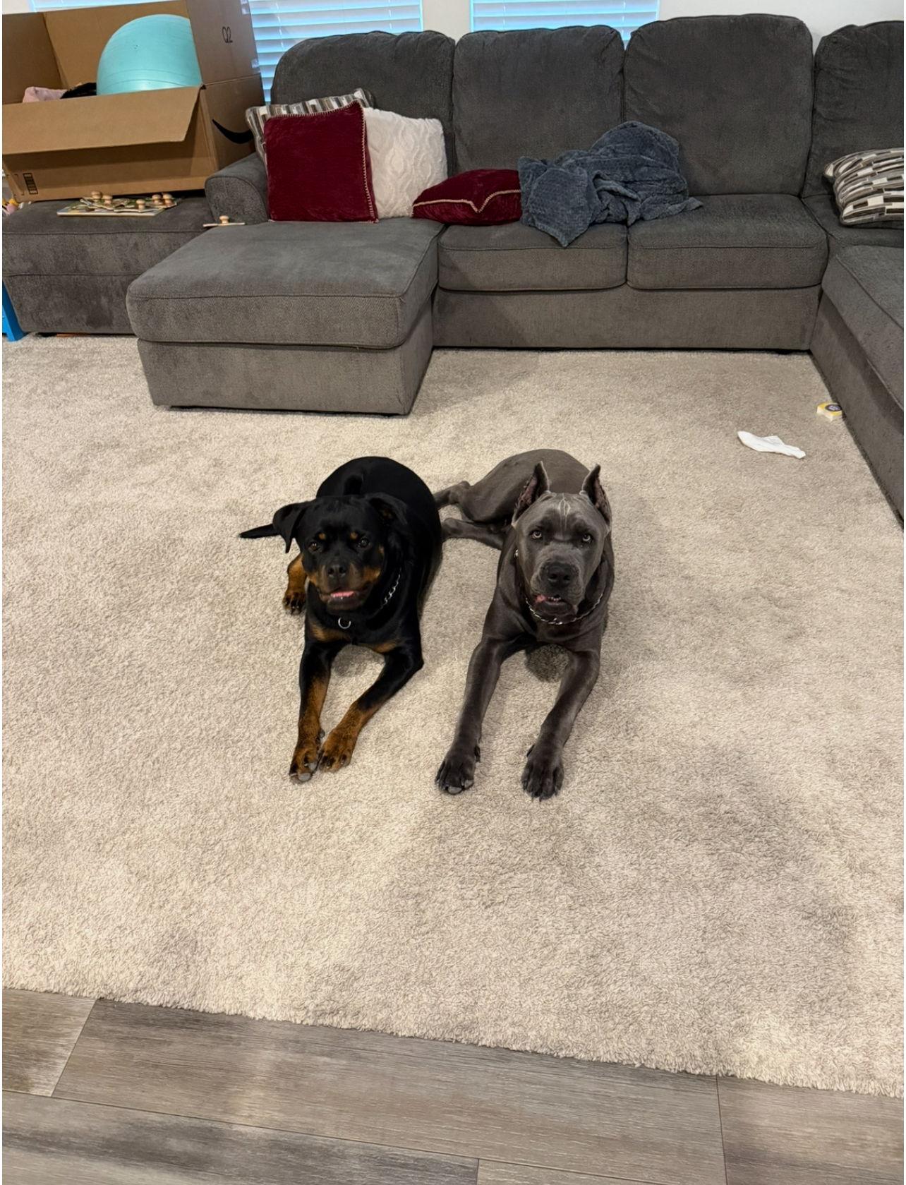 Odin, a Adoptable Cane Corso image 2/3