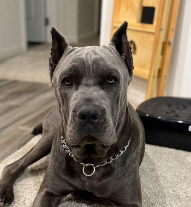Odin, a Adoptable Cane Corso image 3/3