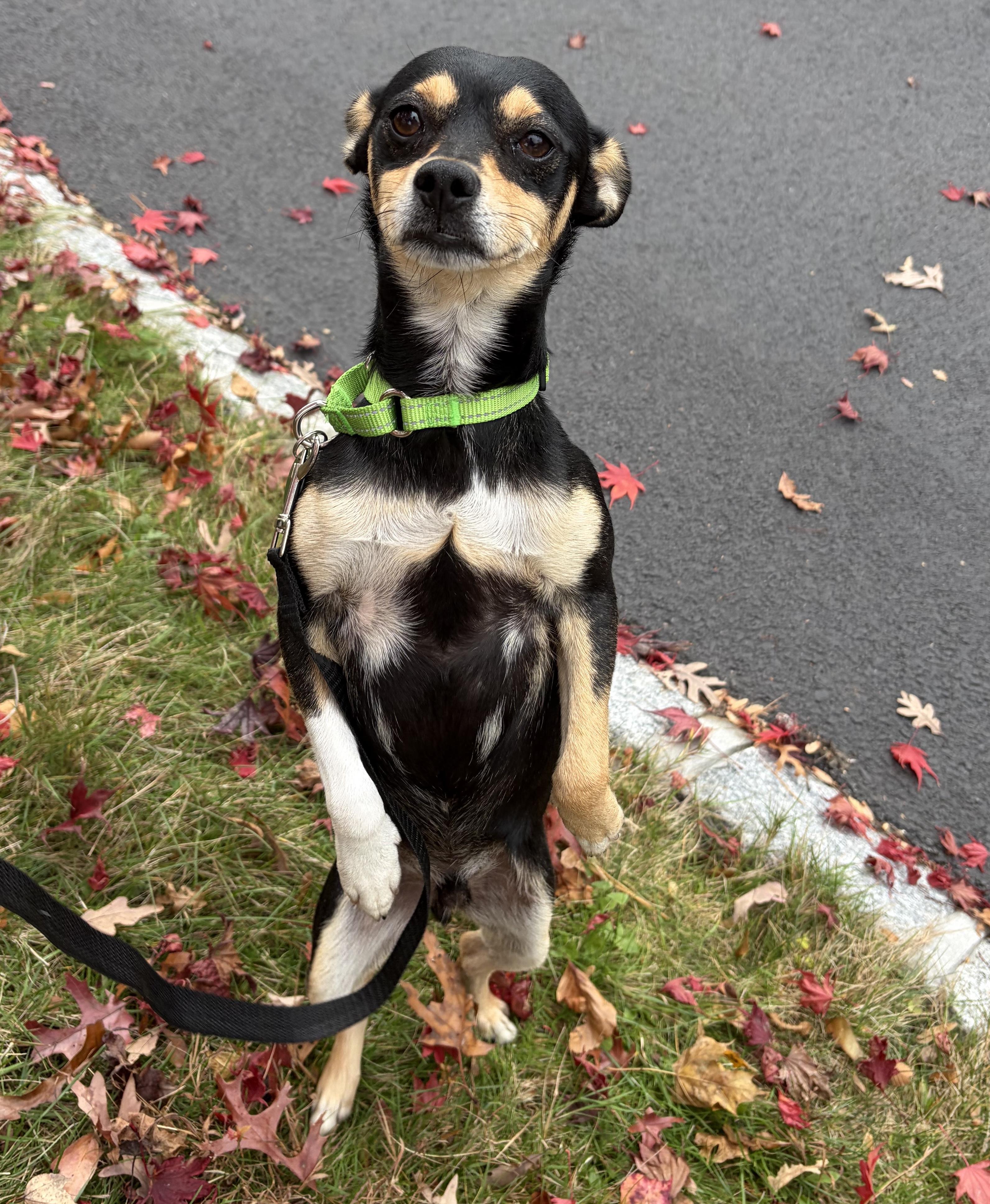 Hotlanta, a Adoptable mixed breed in Brooklyn, NY image 6/6