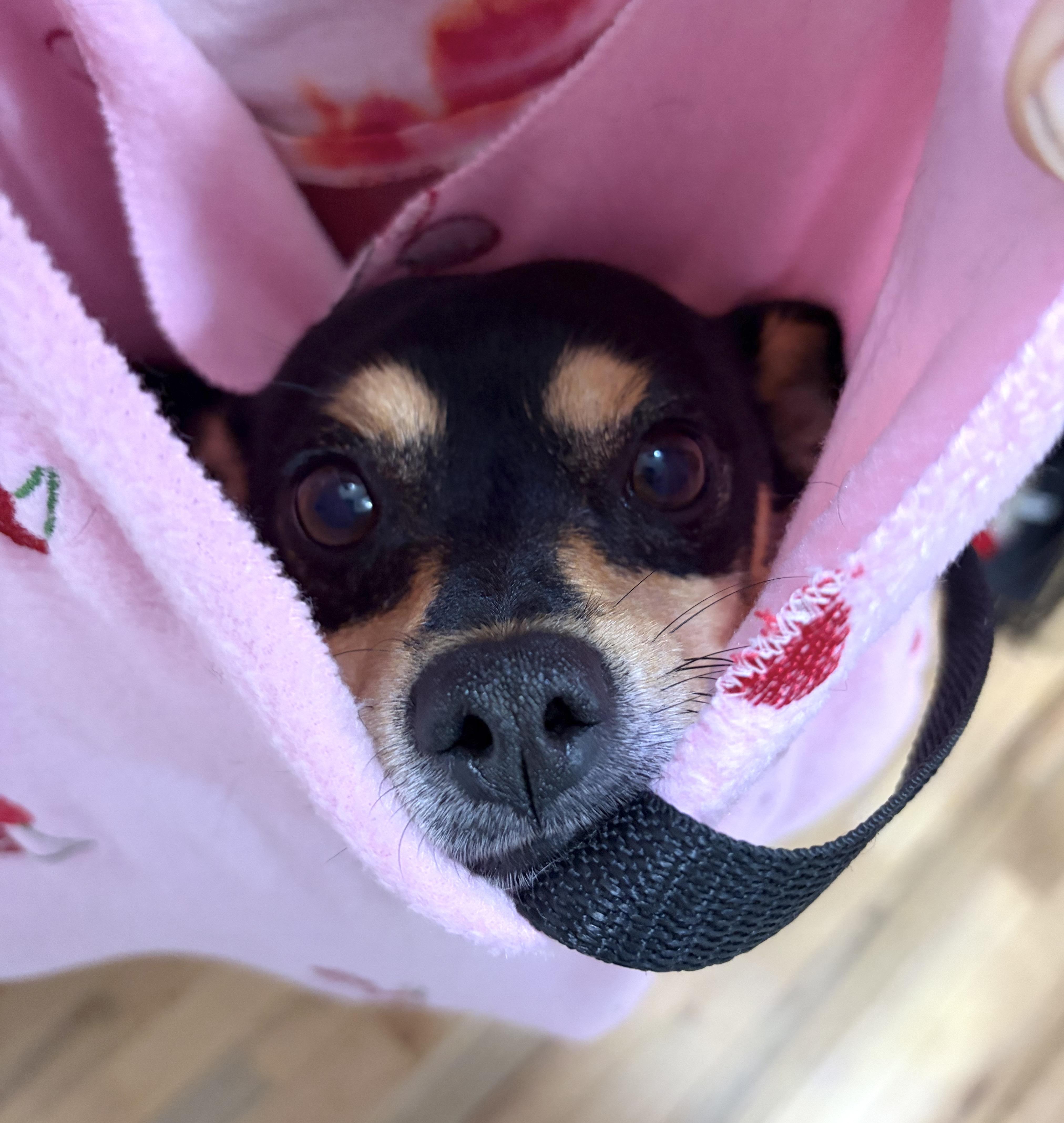 Hotlanta, a Adoptable mixed breed in Brooklyn, NY image 5/6