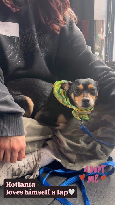 Enlarge Hotlanta, a Adoptable mixed breed in Brooklyn, NY video 6/6