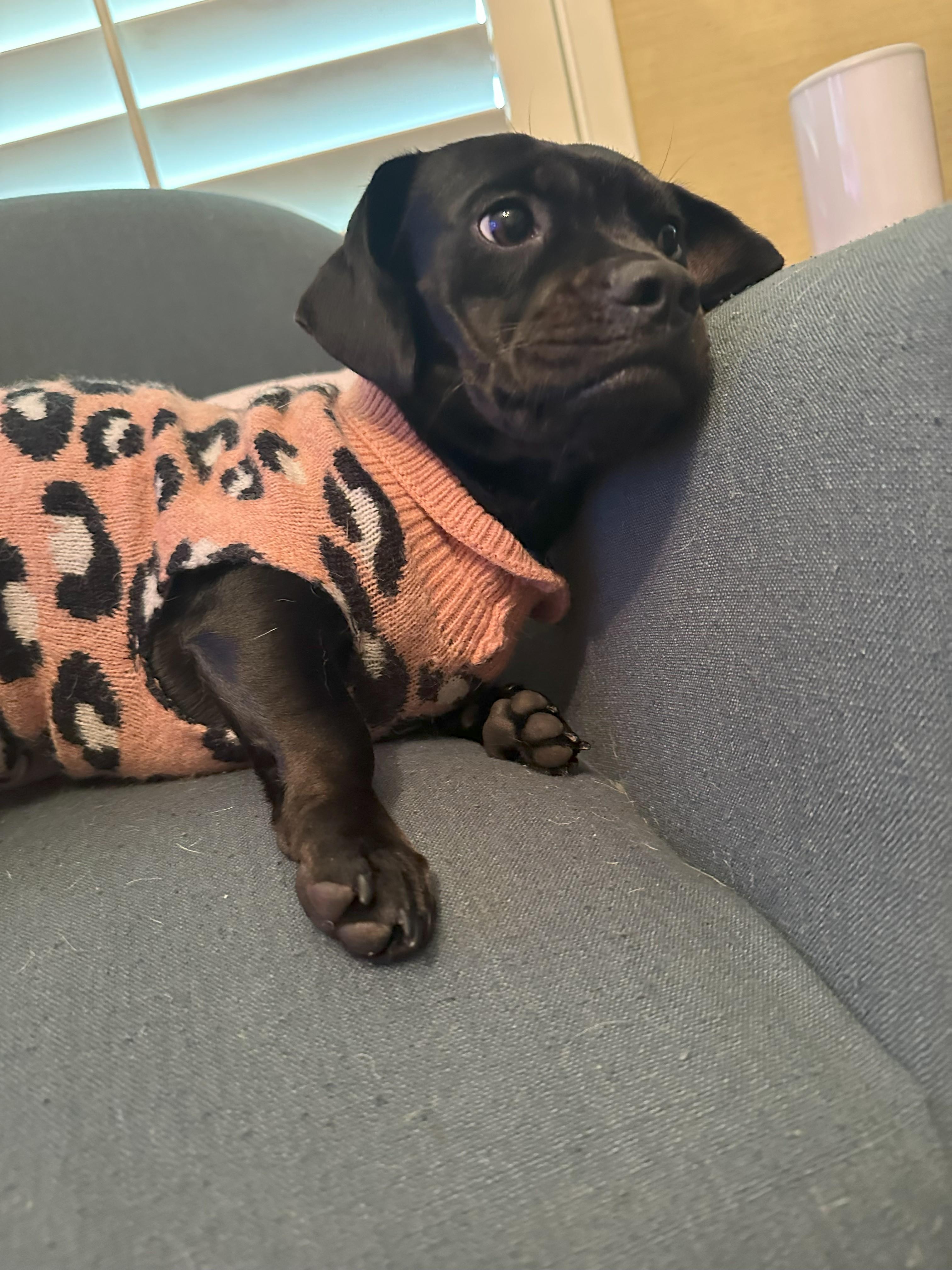 Pugsley, Adopted, Adult Female Pug.