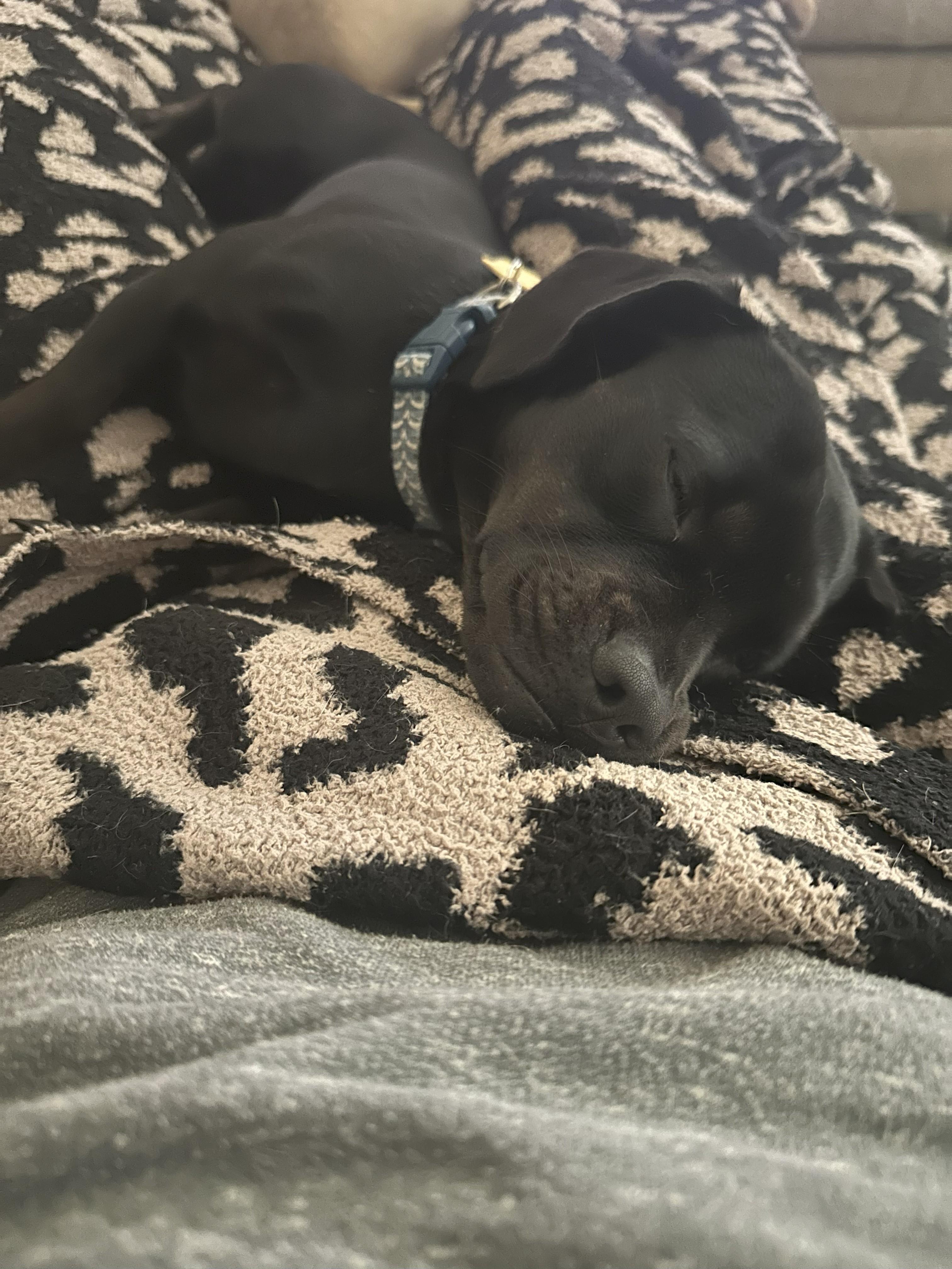 Pugsley, a Adopted mixed breed in Yukon, OK image 2/2