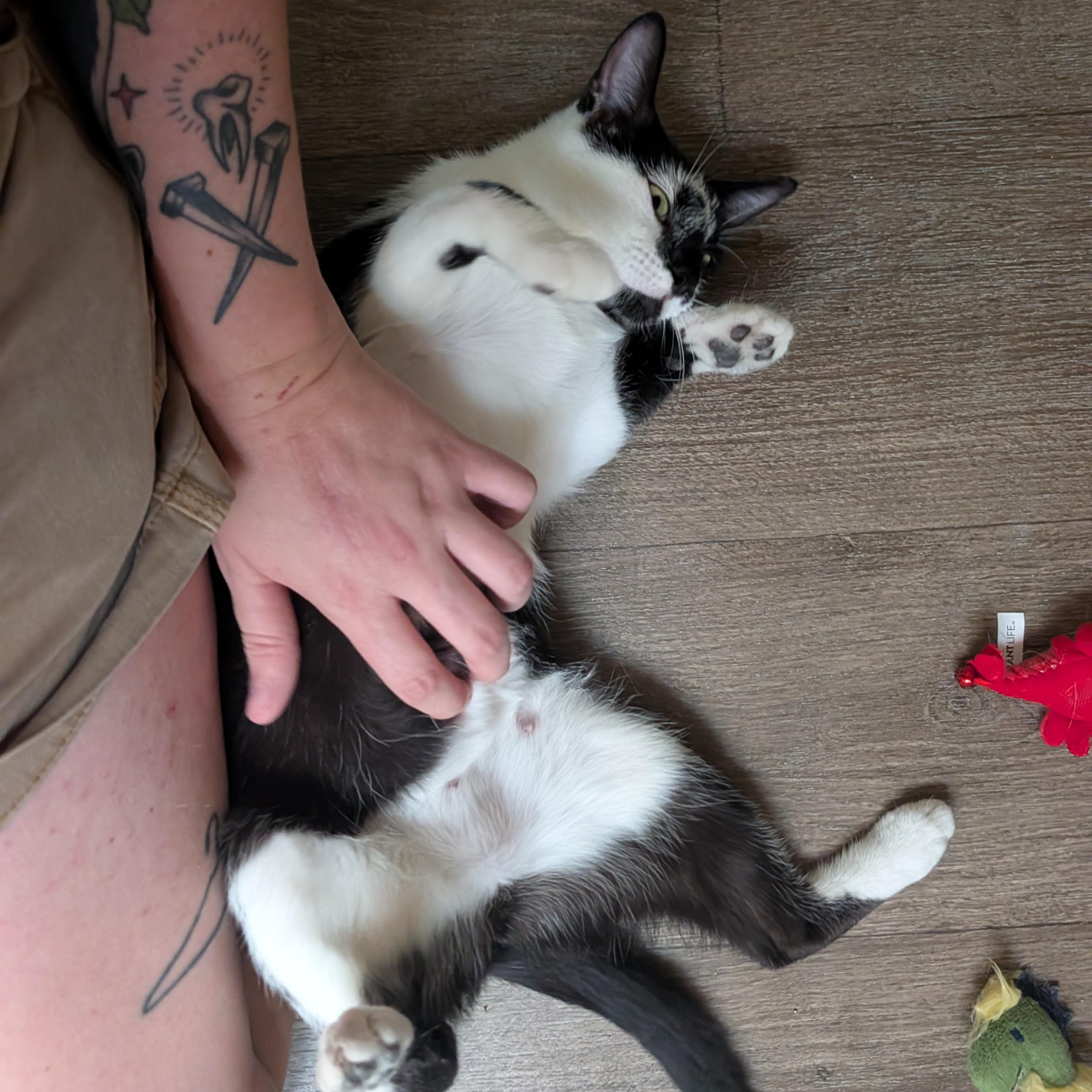 Enlarge Venus, a Adoptable Domestic Short Hair in Waynesville, NC image 5/5