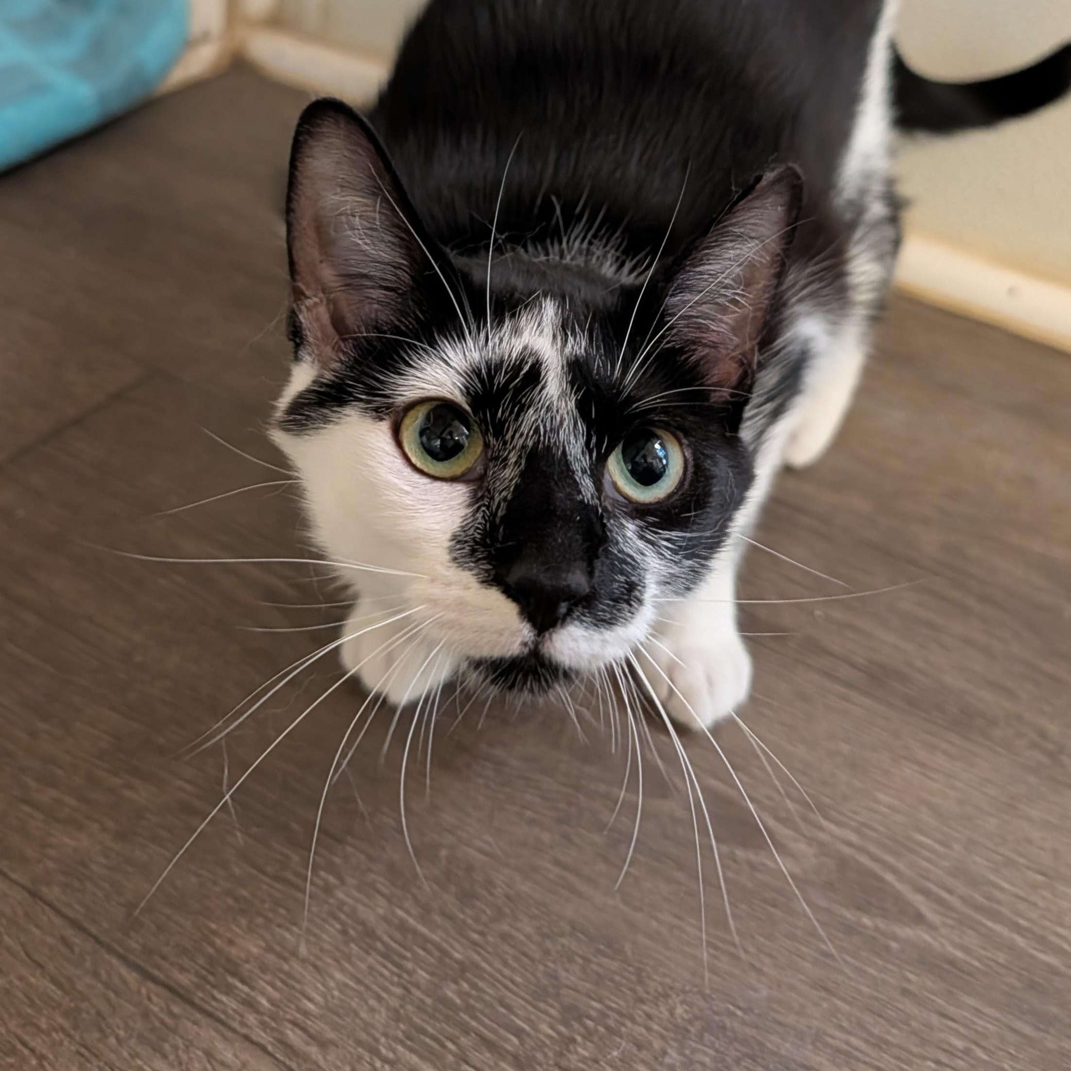 Enlarge Venus, a Adoptable Domestic Short Hair in Waynesville, NC image 3/5