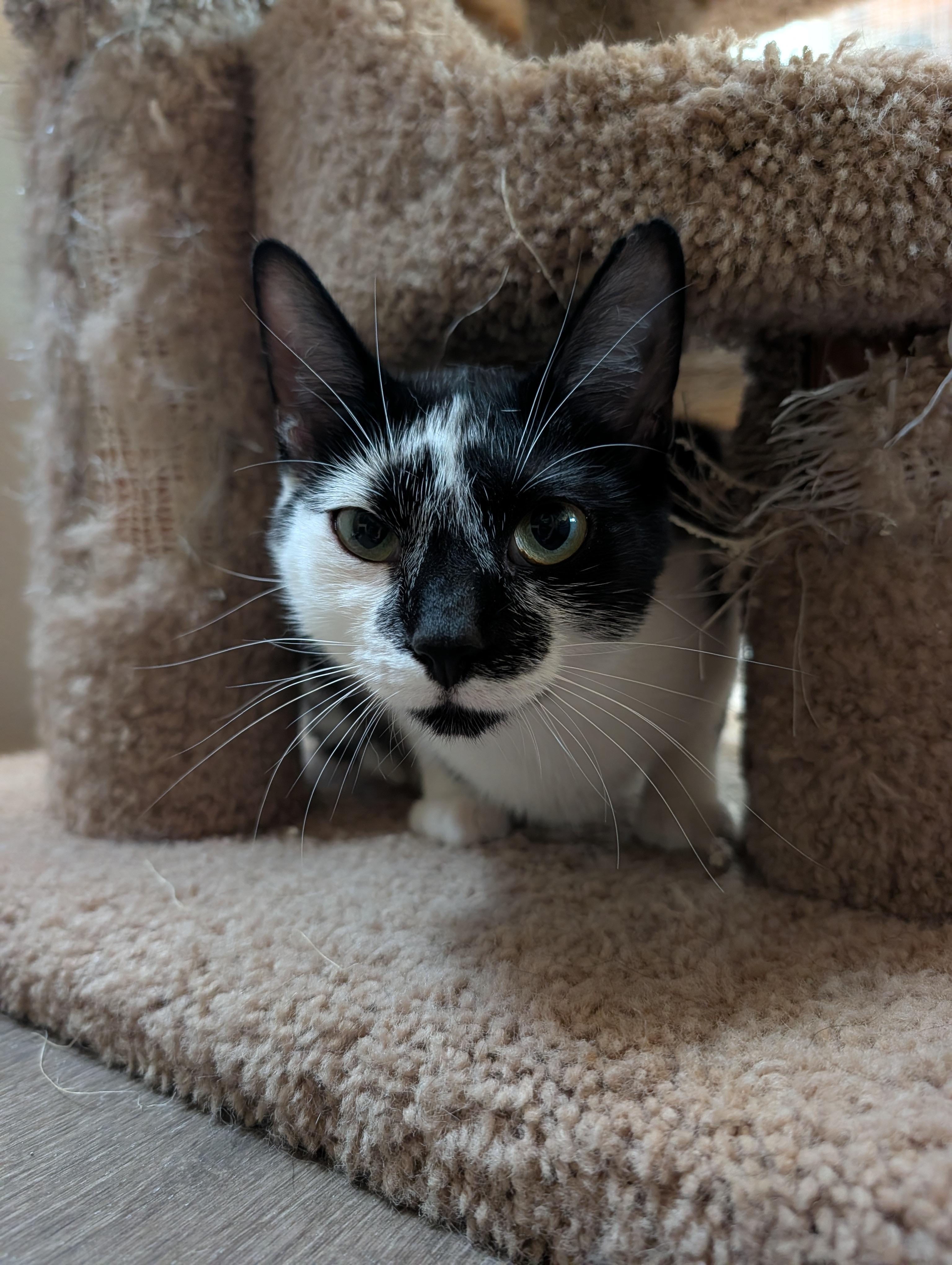 Enlarge Venus, a Adoptable Domestic Short Hair in Waynesville, NC image 4/5
