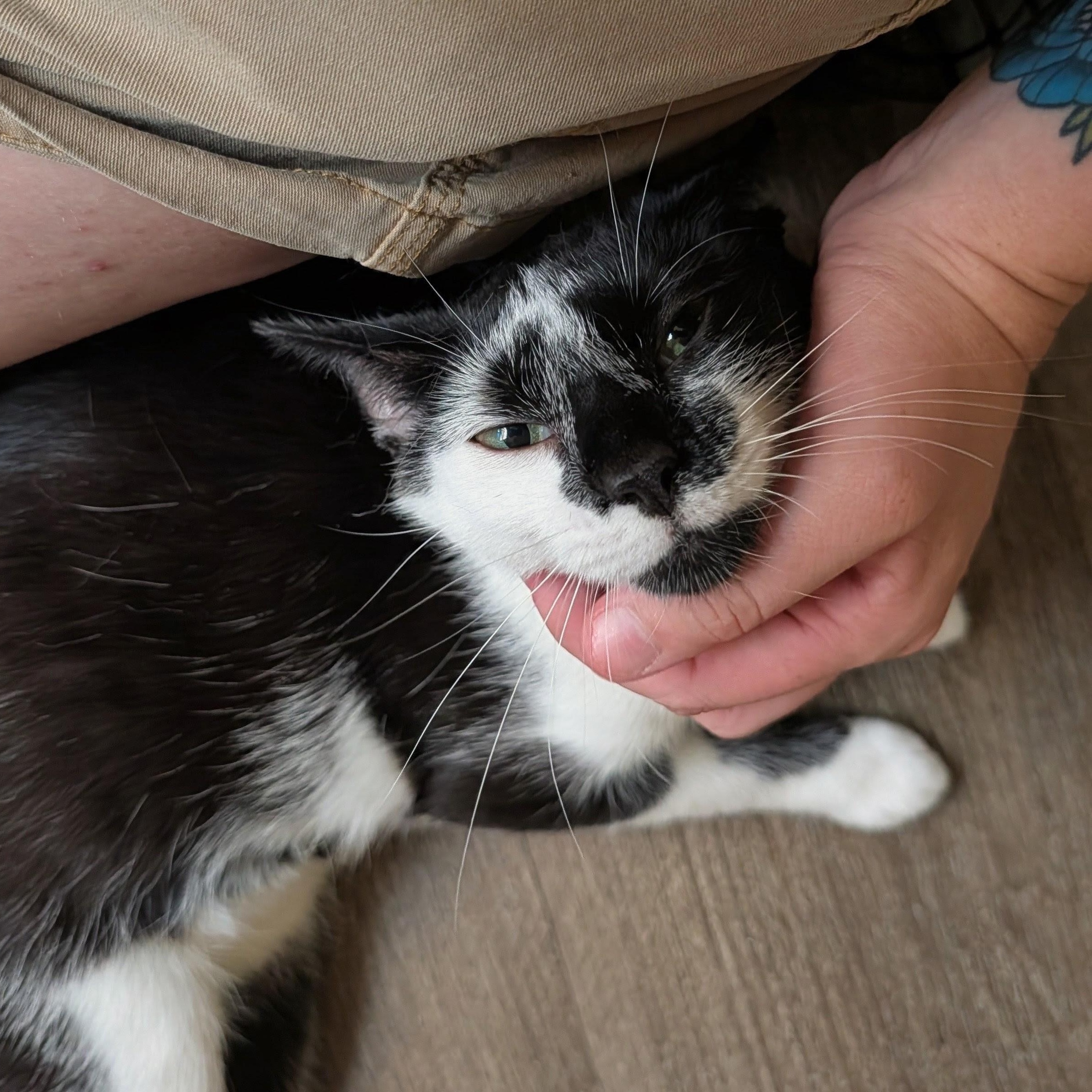 Enlarge Venus, a Adoptable Domestic Short Hair in Waynesville, NC image 2/5