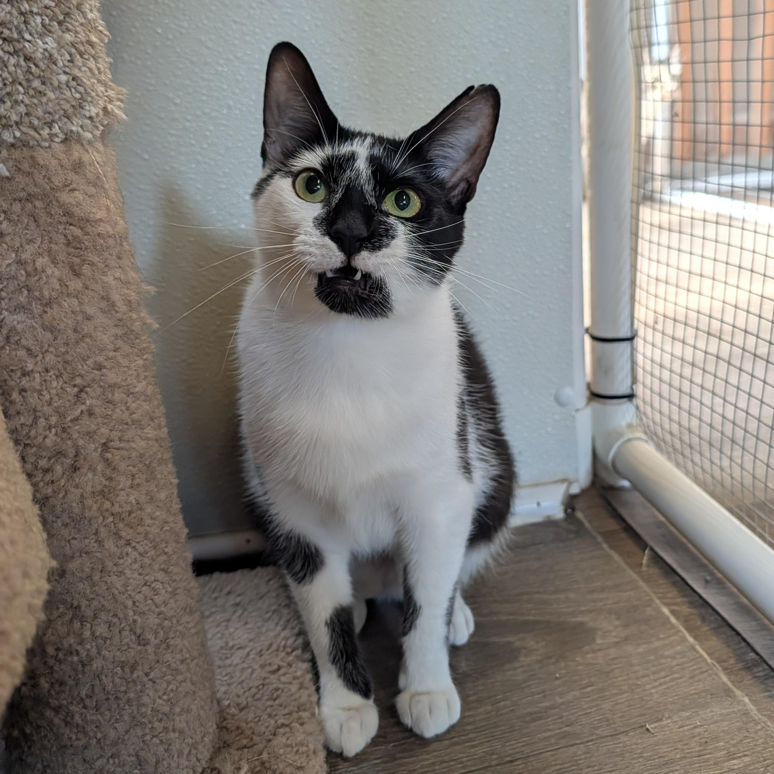 Venus, Adoptable, Young Female Domestic Short Hair.