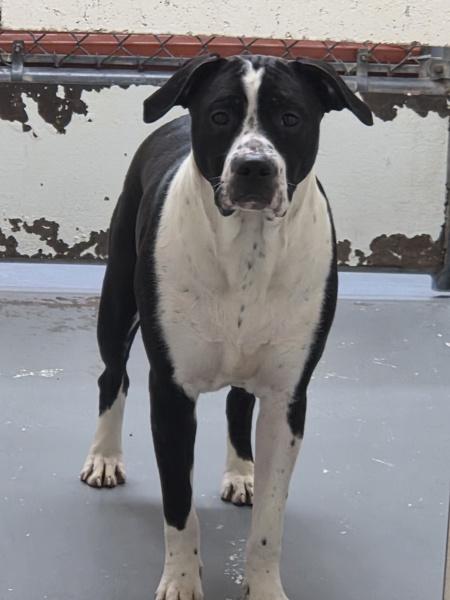 Enlarge Valkyrie, a Adoptable mixed breed in Vancouver, WA image 1/1