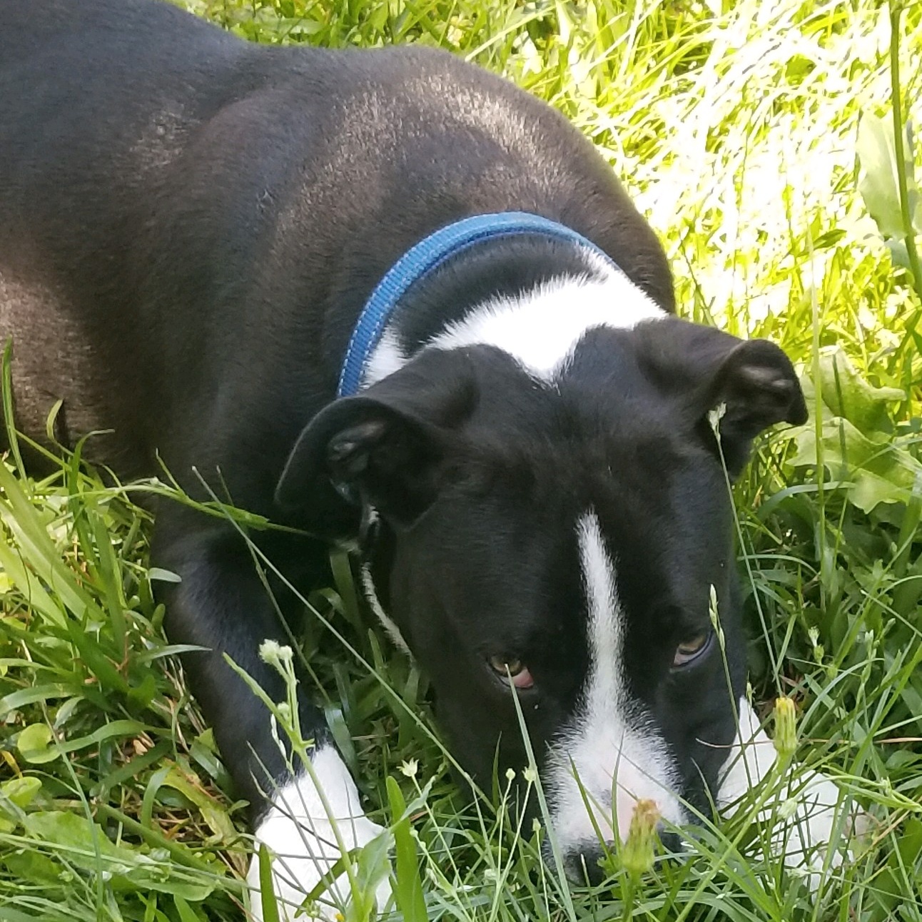 Enlarge Merle, a Adoptable Terrier in Camp Hill, AL image 1/2