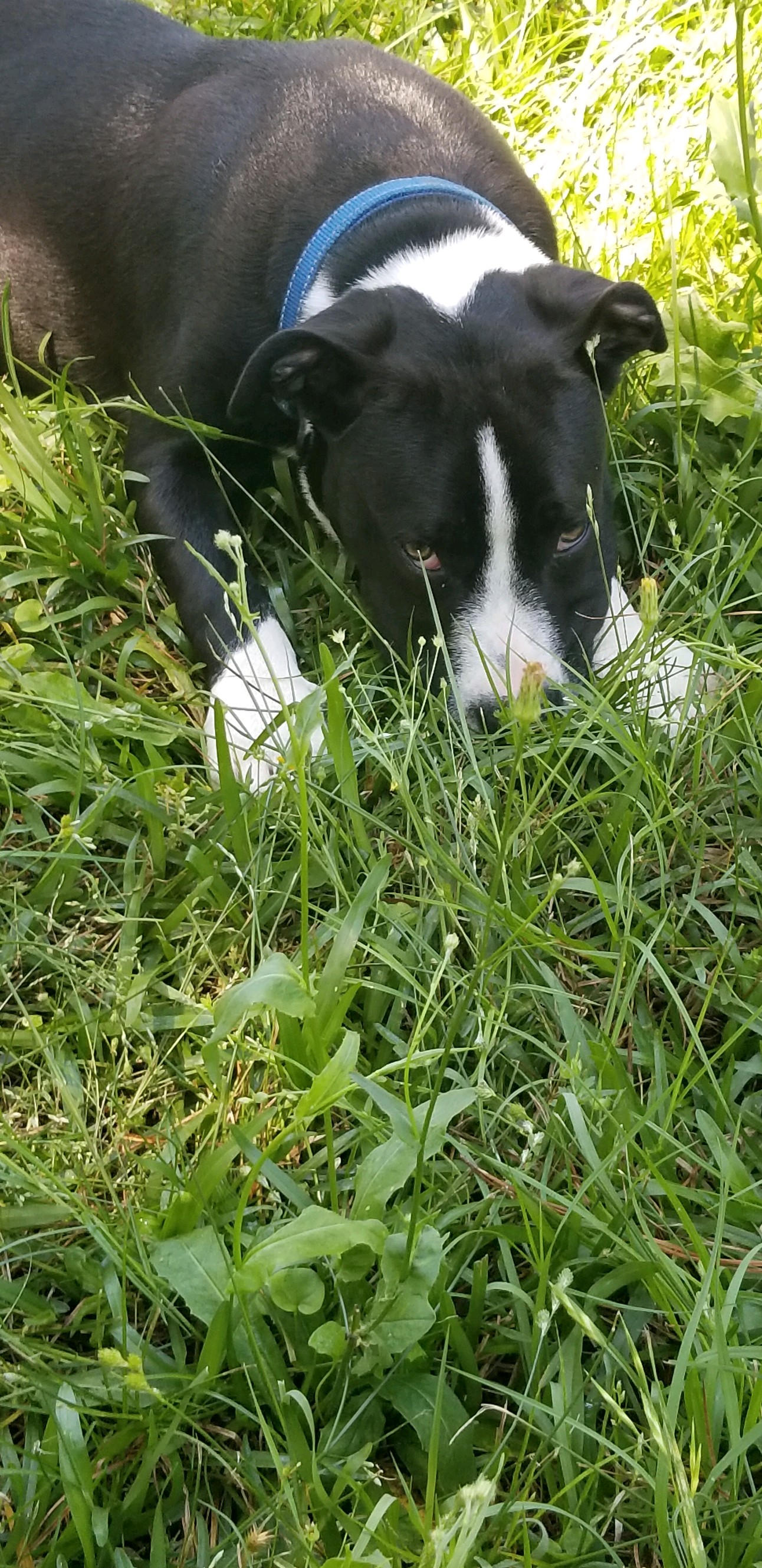 Merle, a Adoptable Terrier in Camp Hill, AL image 1/2