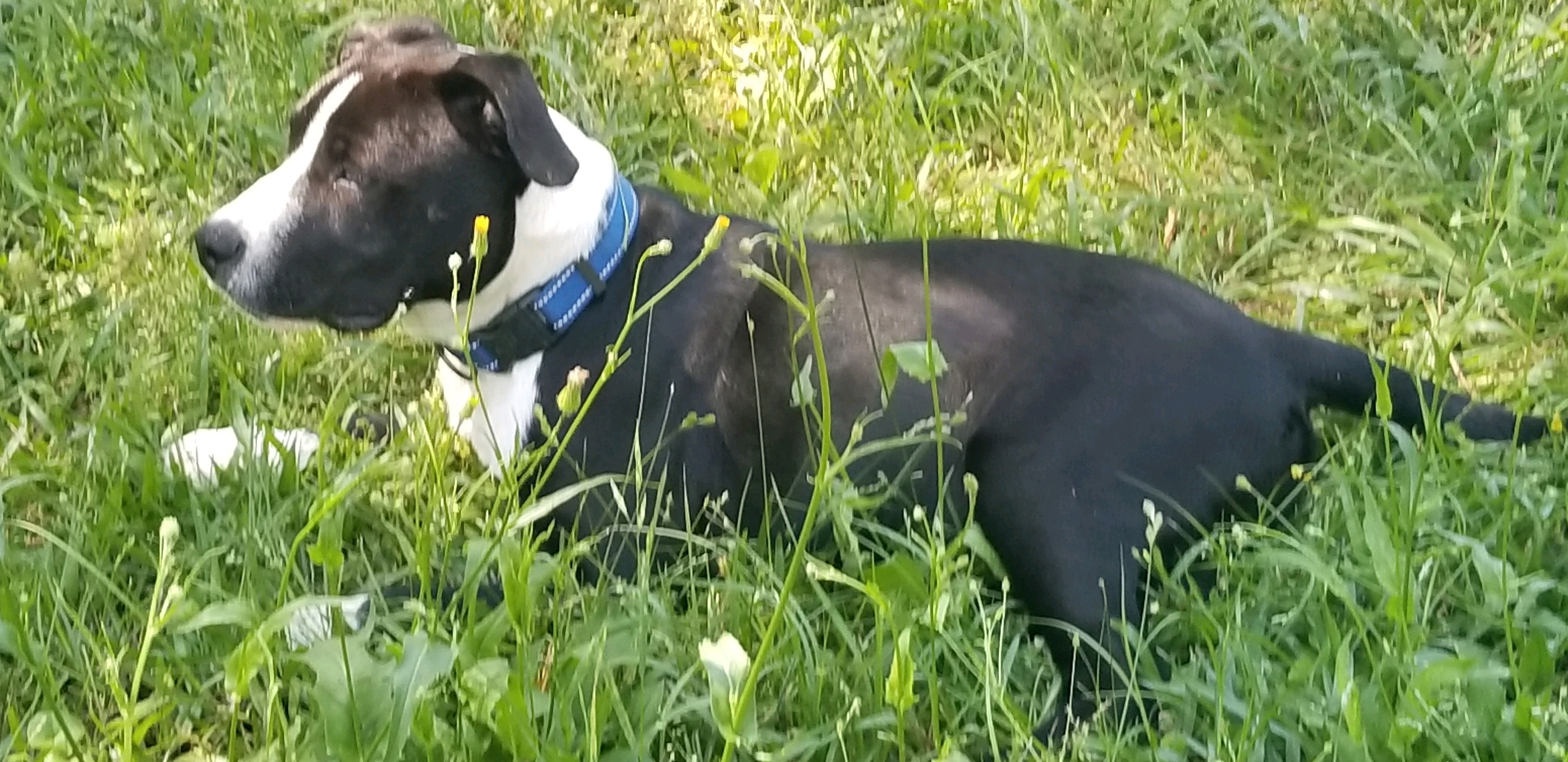 Merle, a Adoptable Terrier in Camp Hill, AL image 2/2