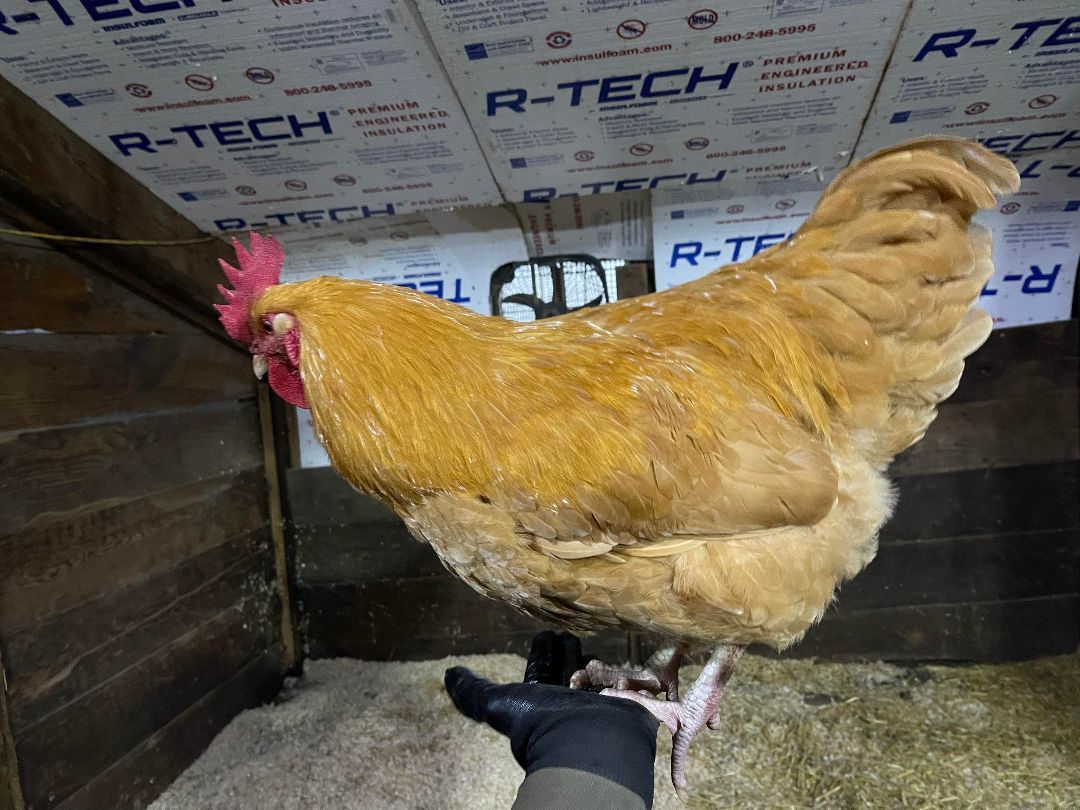 Golden Boy, Adopted, Young Male Chicken.