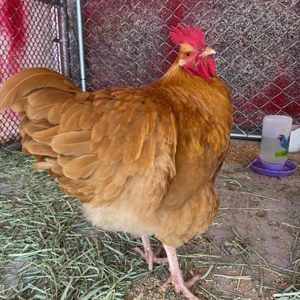 Enlarge Golden Boy, a Adopted Chicken in Fall City, WA image 2/5