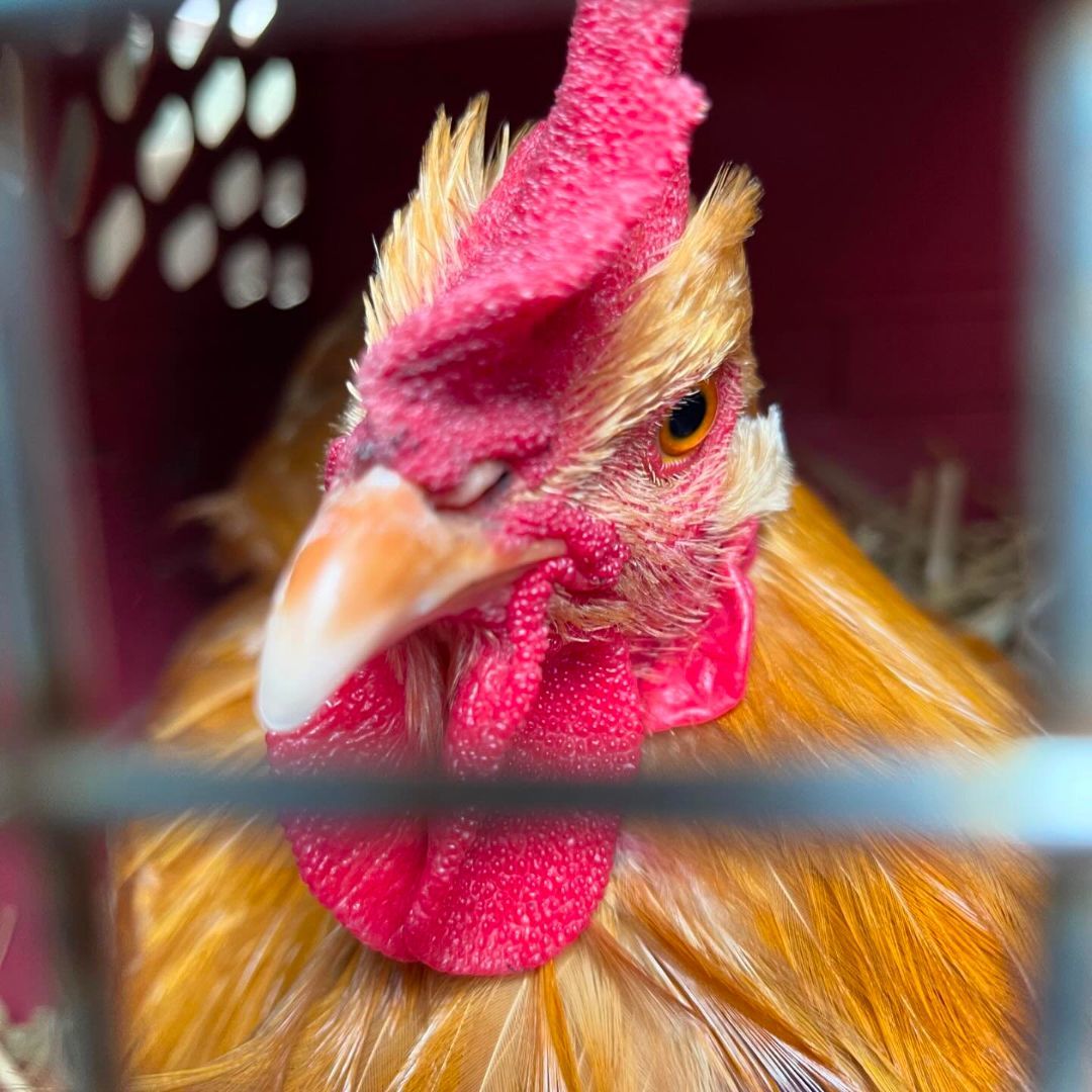 Golden Boy, Adopted, Young Male Chicken.