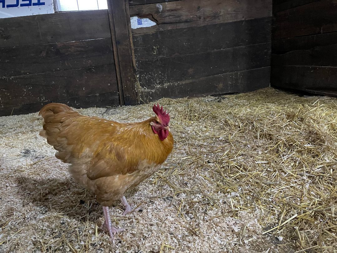 Enlarge Golden Boy, a Adopted Chicken in Fall City, WA image 4/5