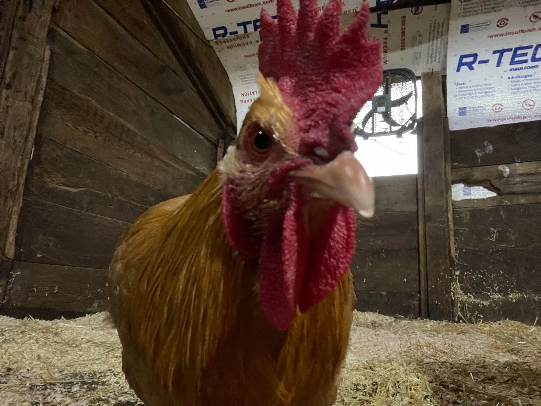 Golden Boy, Adopted, Young Male Chicken.