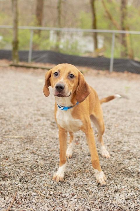 Enlarge Silas, a Adopted mixed breed in Chillicothe, OH image 1/1