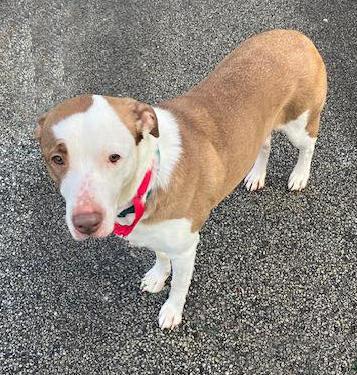 Enlarge Jack, a ADOPTABLE mixed breed in Euclid, OH image 2/2