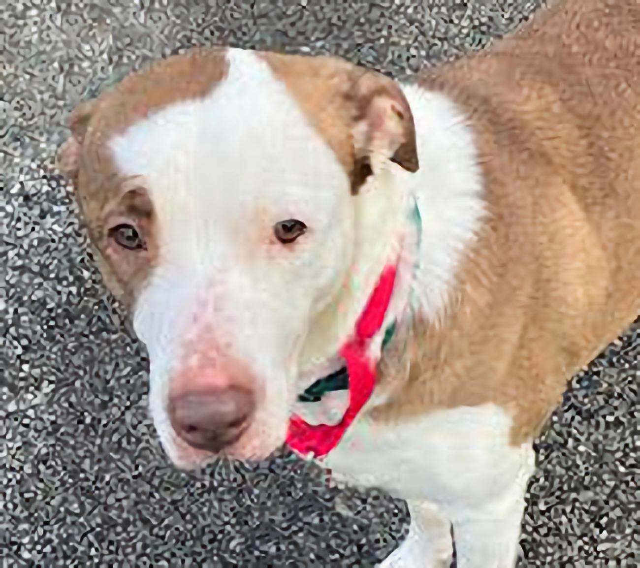 Enlarge Jack, a ADOPTABLE mixed breed in Euclid, OH image 1/2