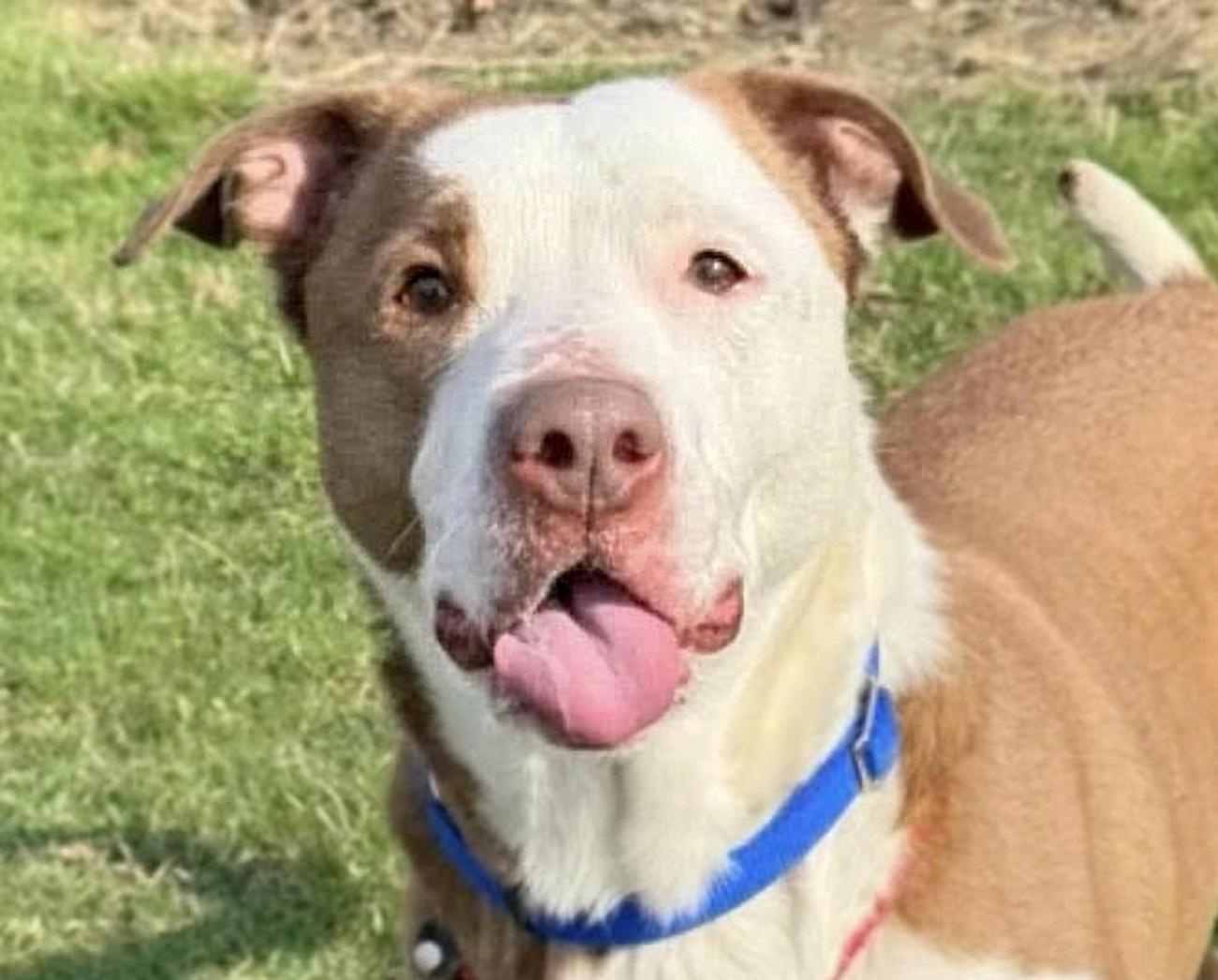 Enlarge Jack, a ADOPTABLE mixed breed in Euclid, OH image 1/3