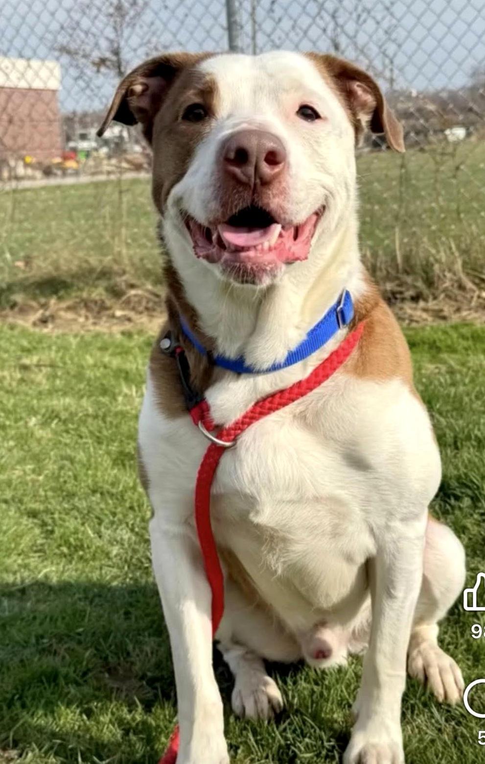 Enlarge Jack, a ADOPTABLE mixed breed in Euclid, OH image 2/3