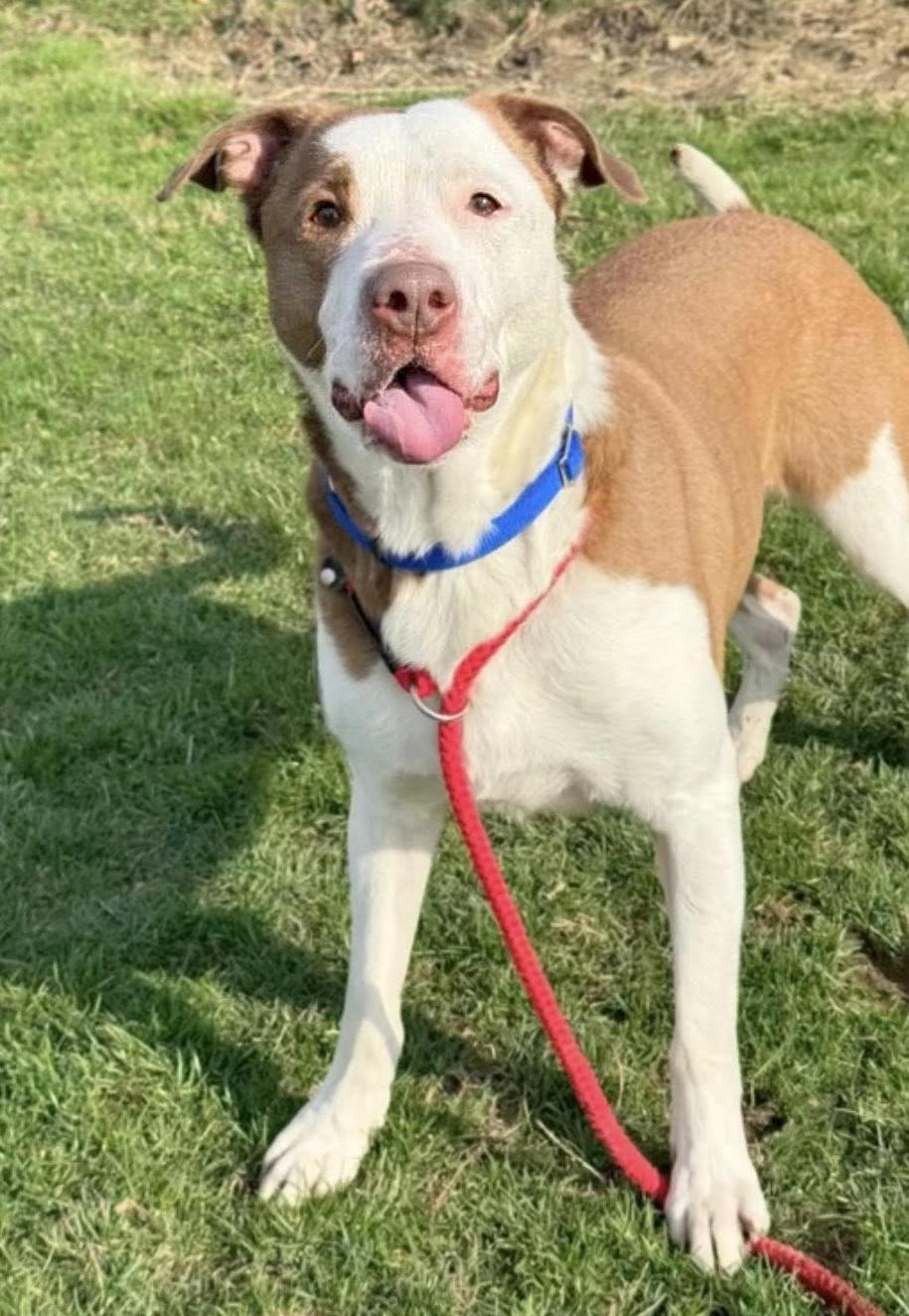 Enlarge Jack, a ADOPTABLE mixed breed in Euclid, OH image 3/3