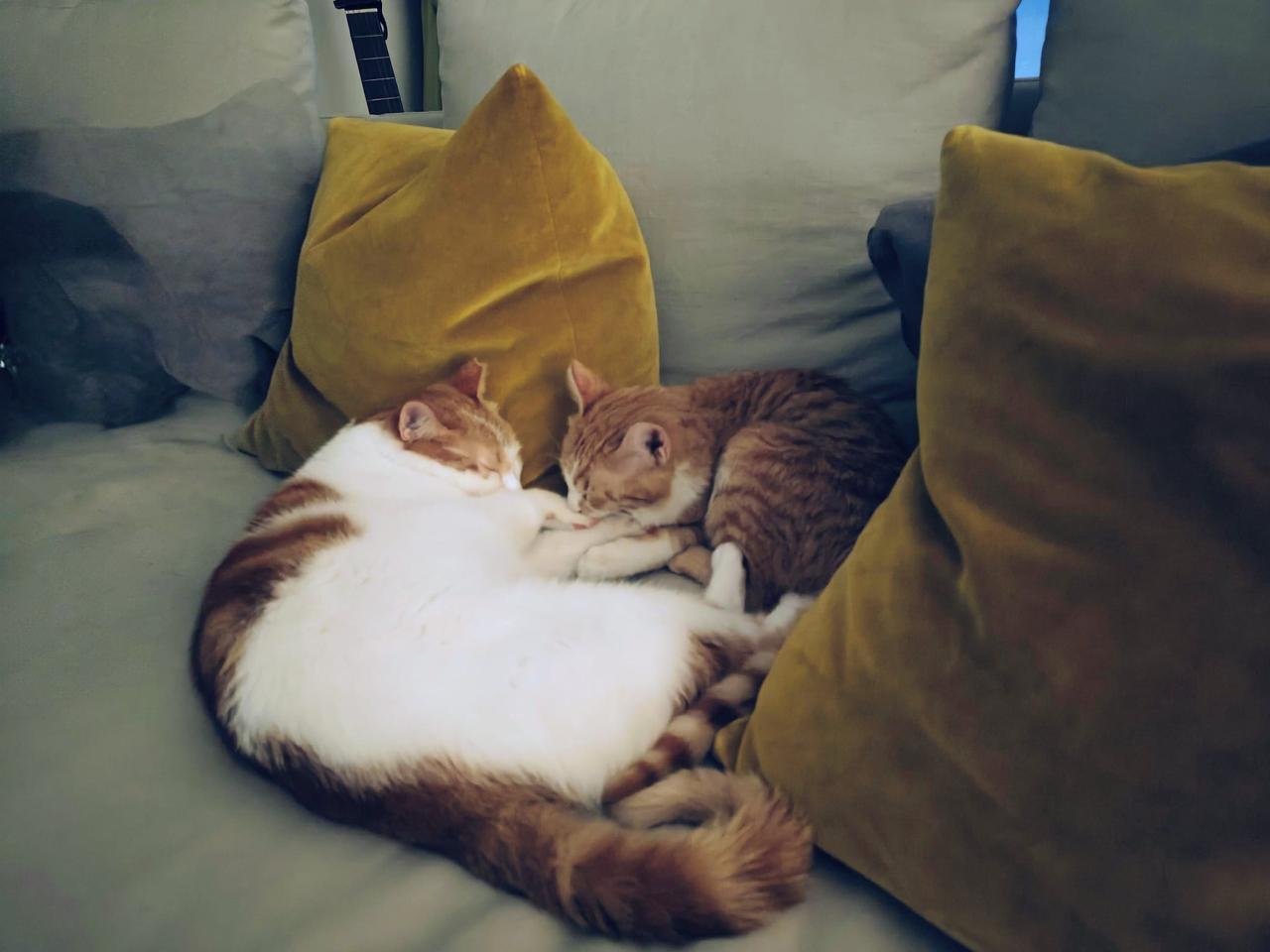 Enlarge Nour, the Ray of Light, a Adoptable mixed breed in Somerset, NJ image 5/6