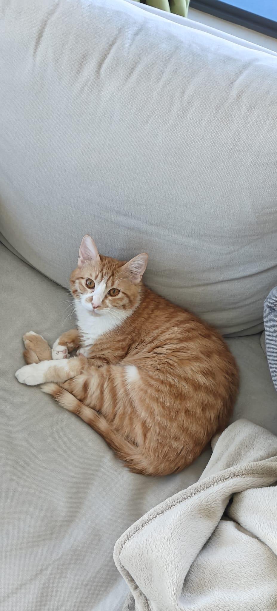 Enlarge Nour, the Ray of Light, a Adoptable mixed breed in Somerset, NJ image 2/6