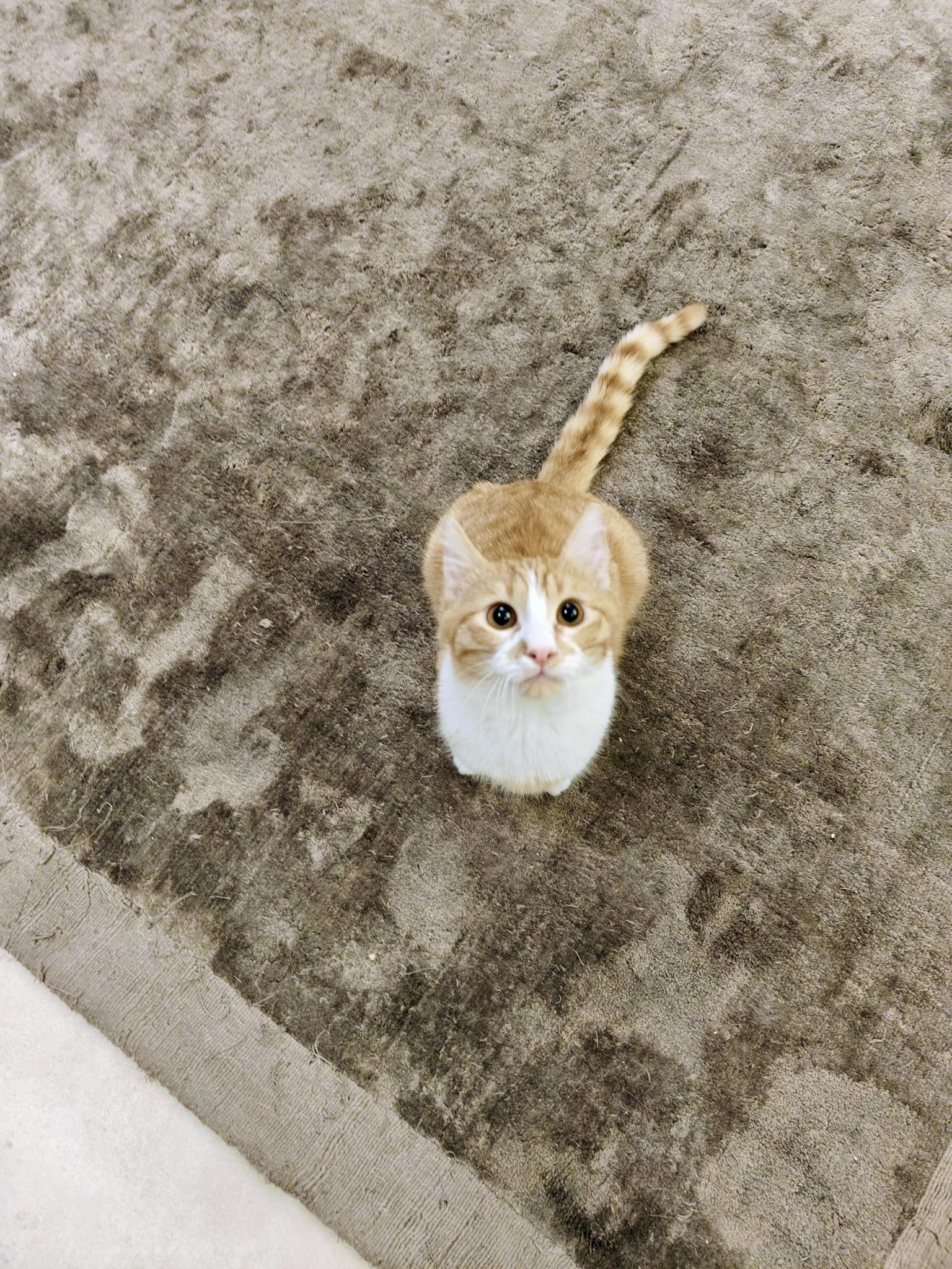 Enlarge Nour, the Ray of Light, a Adoptable mixed breed in Somerset, NJ image 3/6