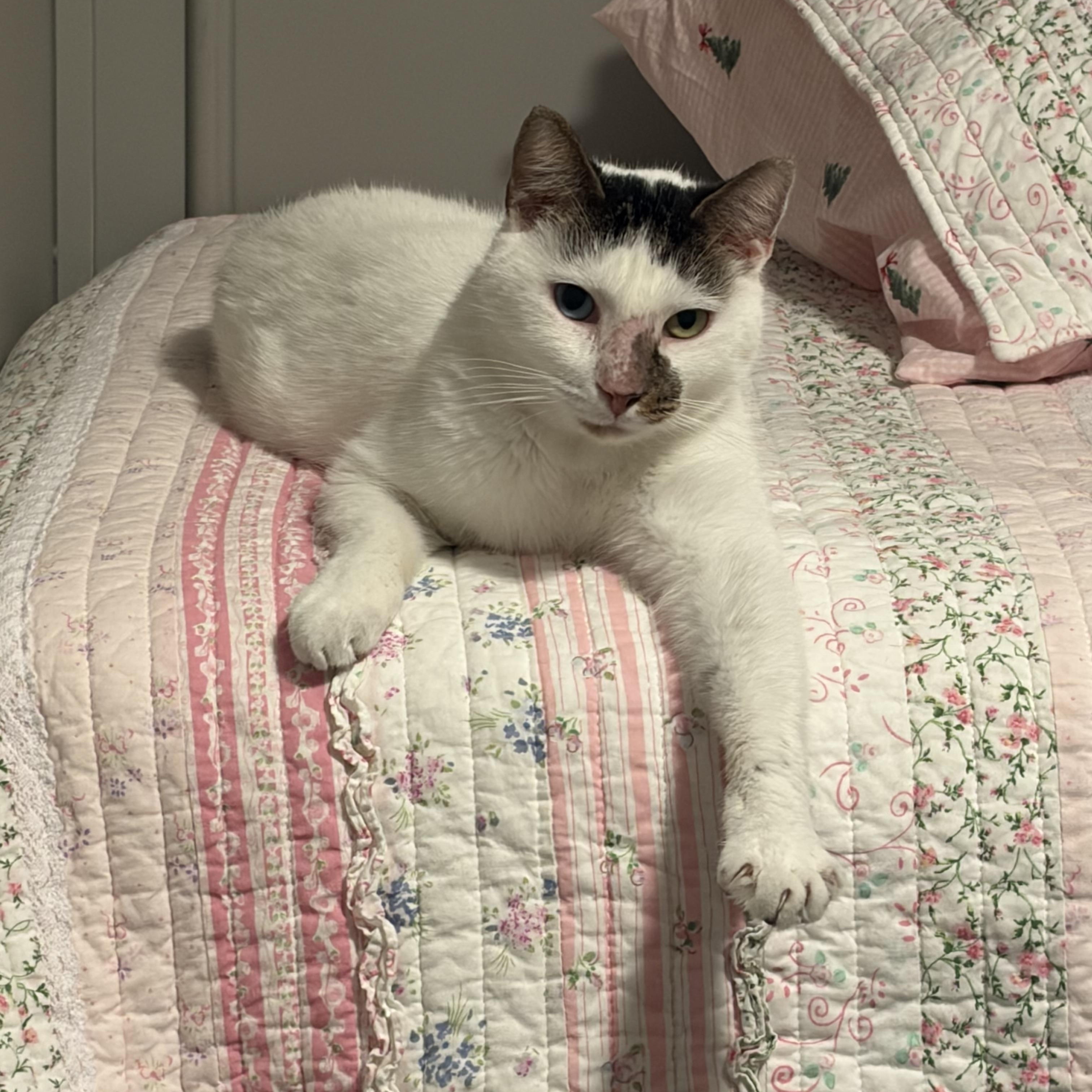 Enlarge Pickle Dilly, a Adoptable American Shorthair in Fayetteville, NC image 1/6