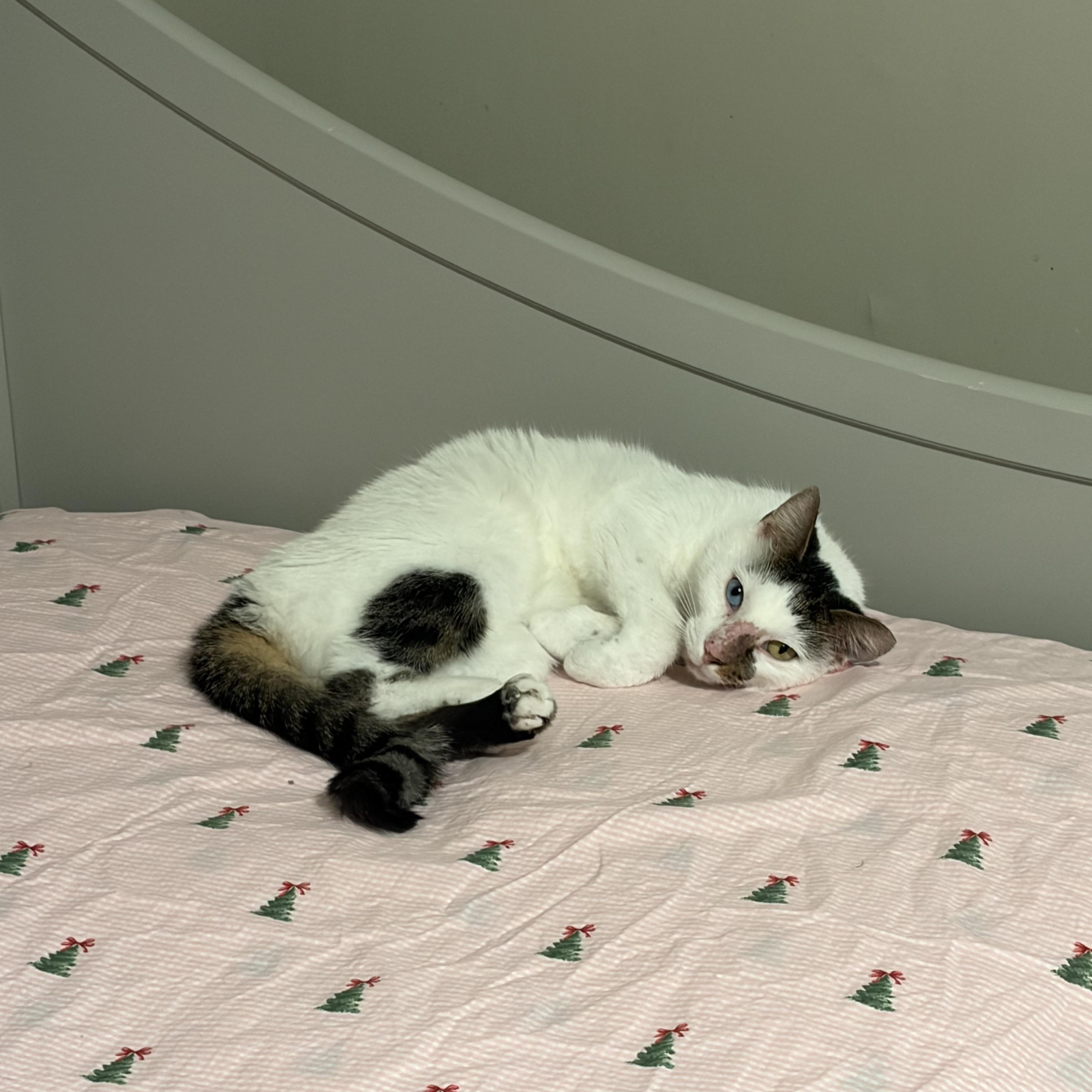 Enlarge Pickle Dilly, a Adoptable American Shorthair in Fayetteville, NC image 2/6