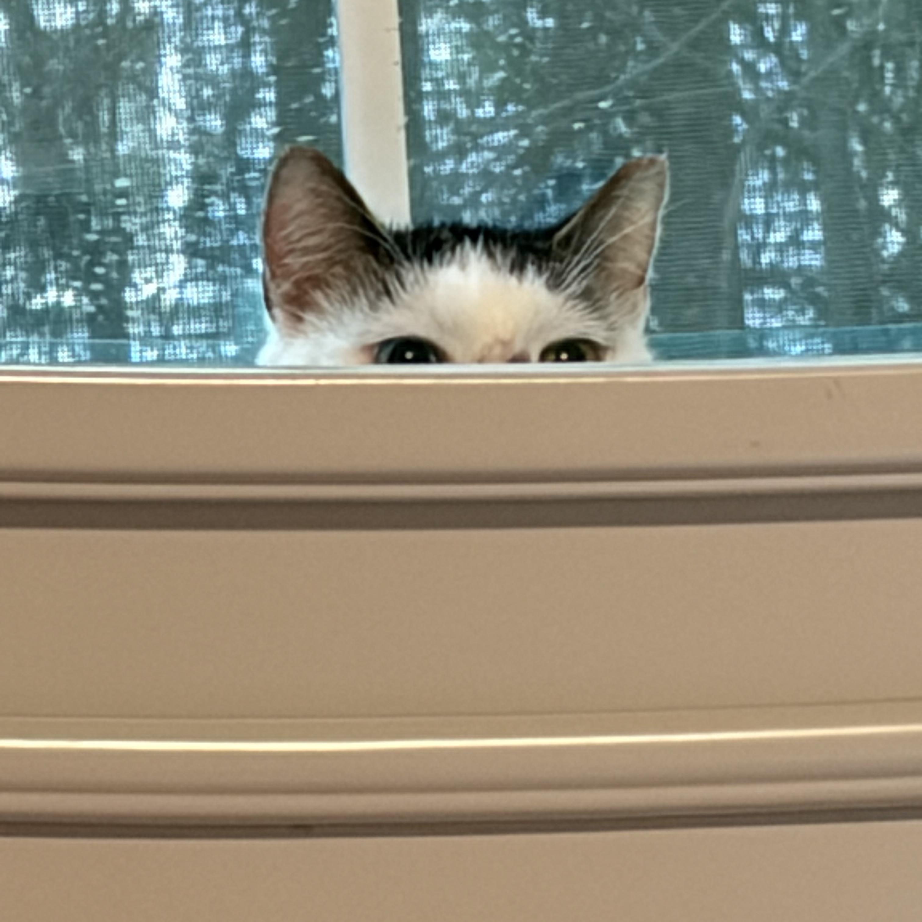 Enlarge Pickle Dilly, a Adoptable American Shorthair in Fayetteville, NC image 3/6