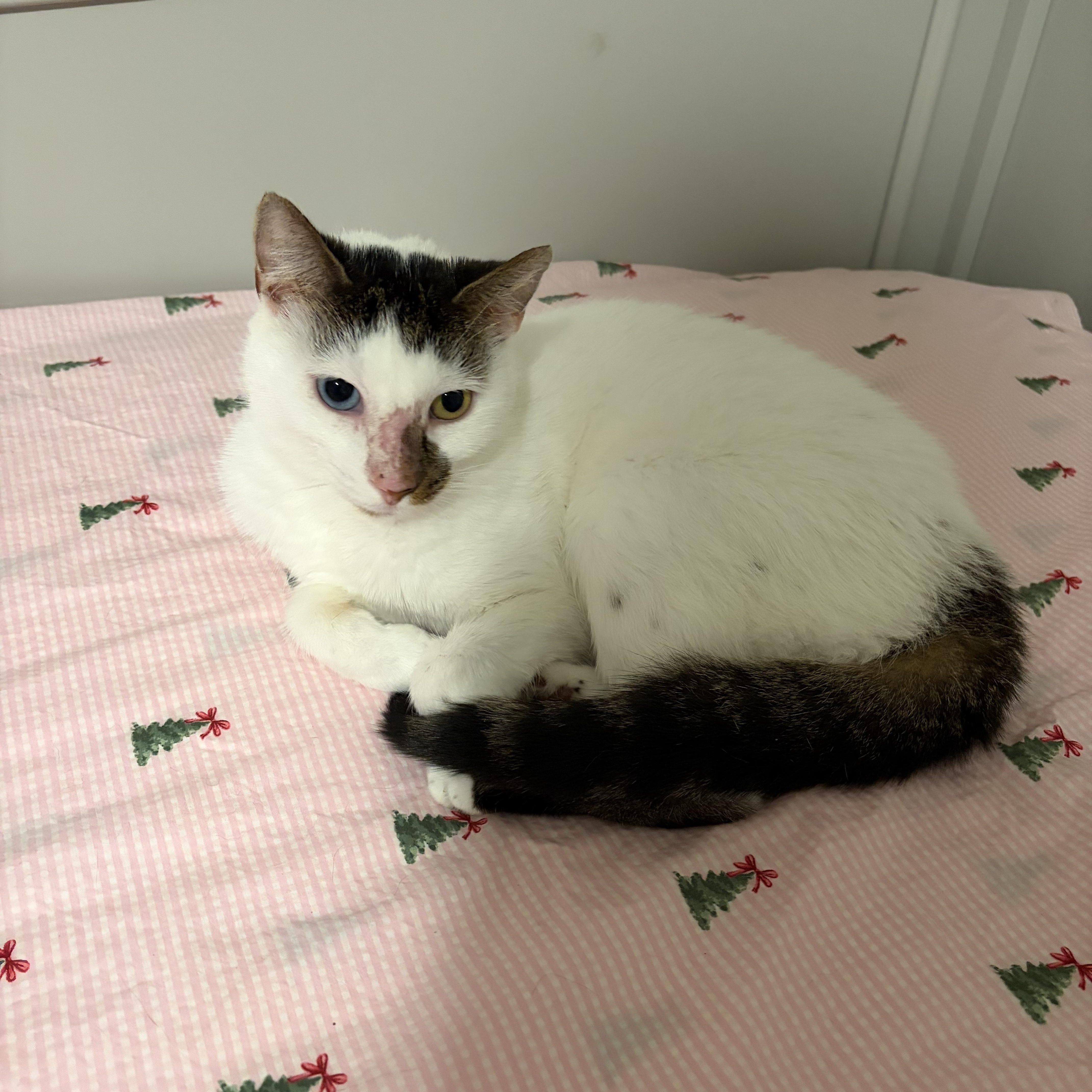 Enlarge Pickle Dilly, a Adoptable American Shorthair in Fayetteville, NC image 4/6