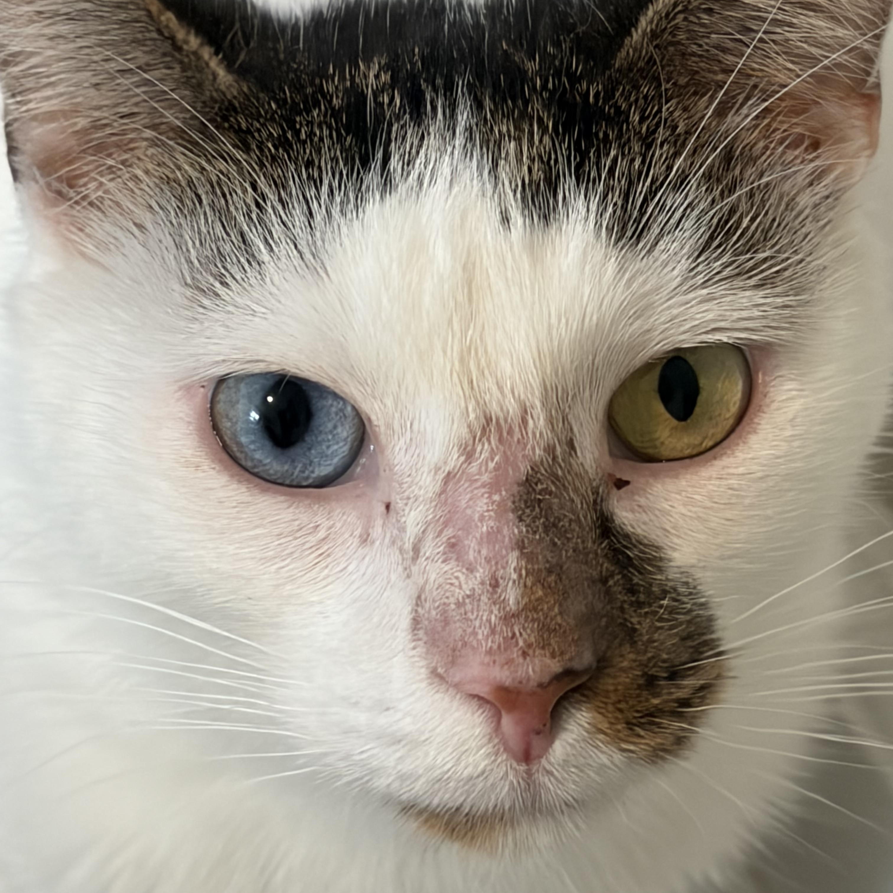 Enlarge Pickle Dilly, a Adoptable American Shorthair in Fayetteville, NC image 5/6