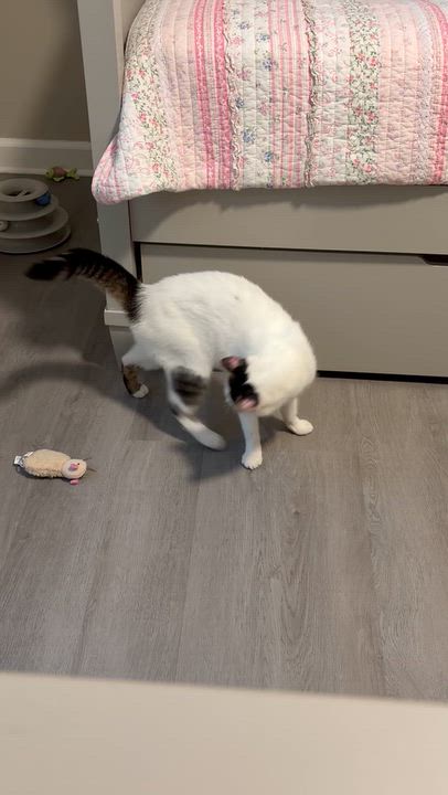 Enlarge Pickle Dilly, a Adoptable American Shorthair in Fayetteville, NC video 6/6