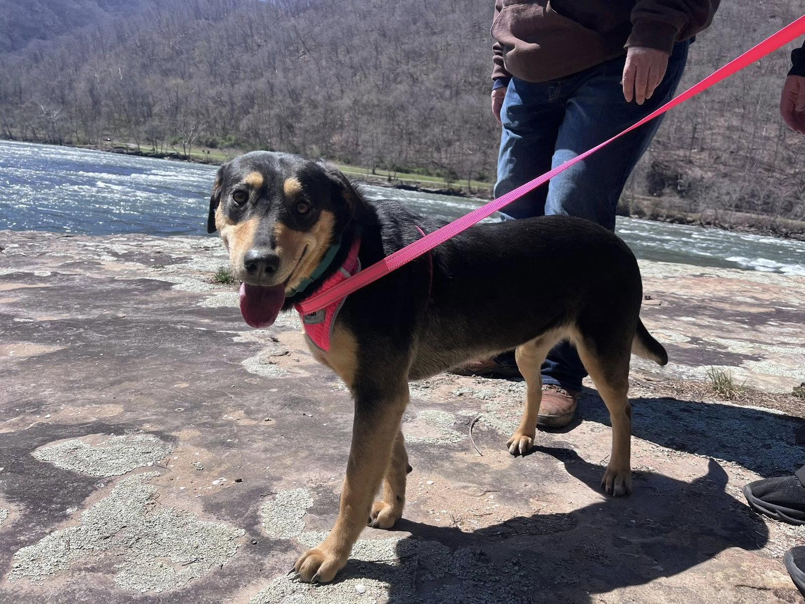 Tiffany (1yo,35lbs), Adoptable, Adult Female Hound.