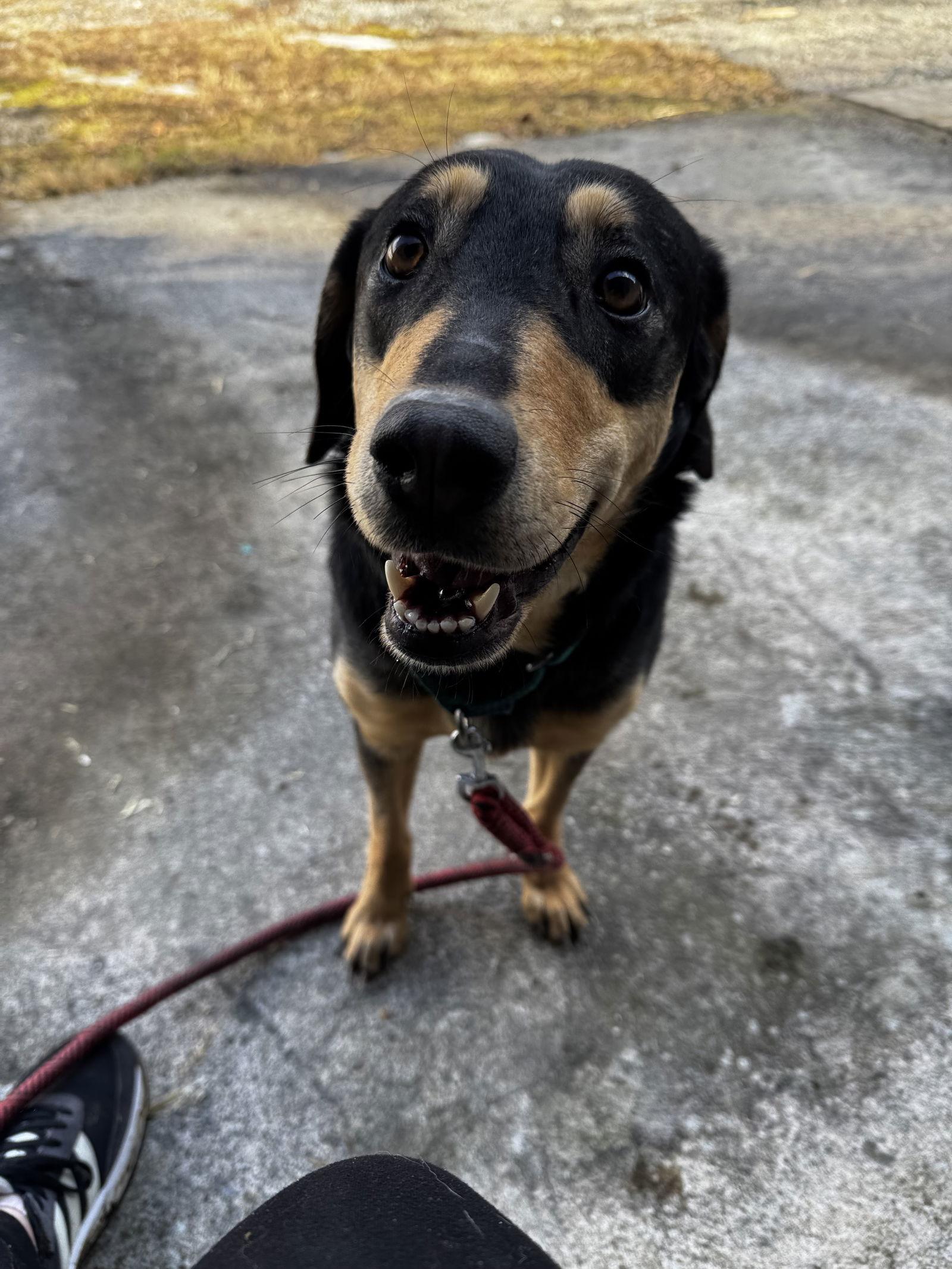 Enlarge Tiffany (1yo,35lbs), a Adoptable Hound in Hinton, WV image 2/3