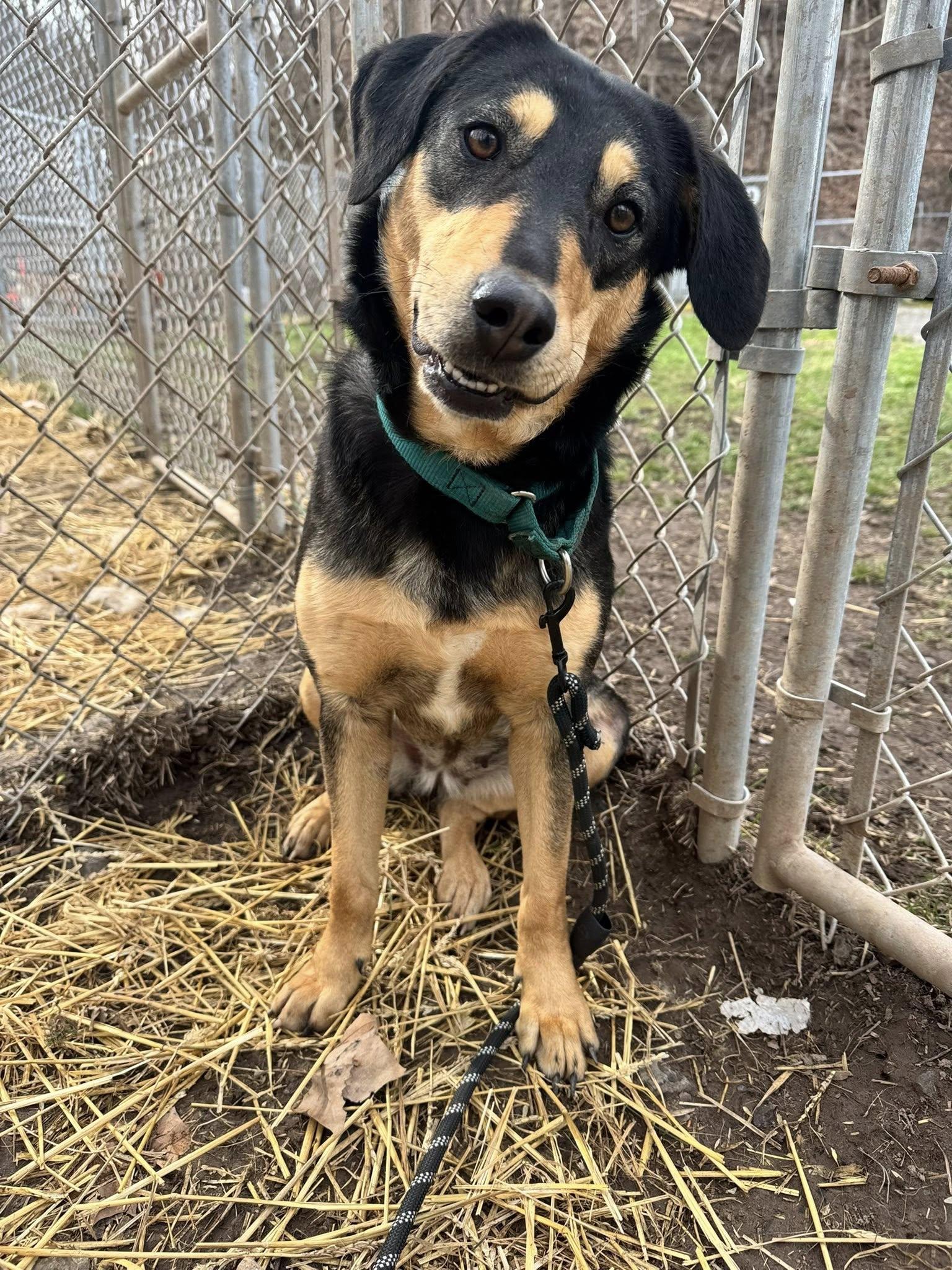 Enlarge Tiffany (1yo,35lbs), a Adoptable Hound in Hinton, WV image 3/3