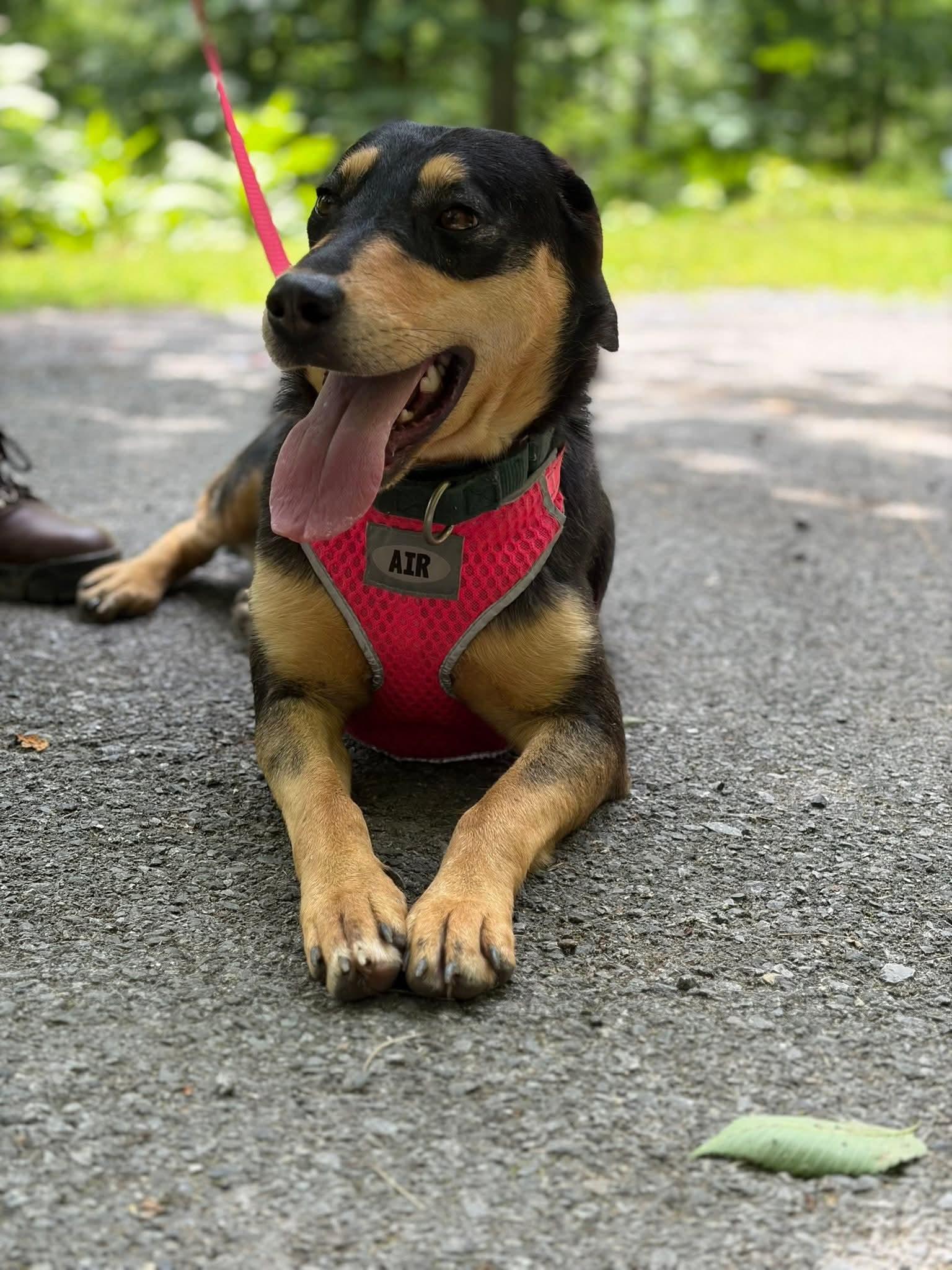 Enlarge Tiffany (1yo,35lbs), a Adoptable Hound in Hinton, WV image 3/3