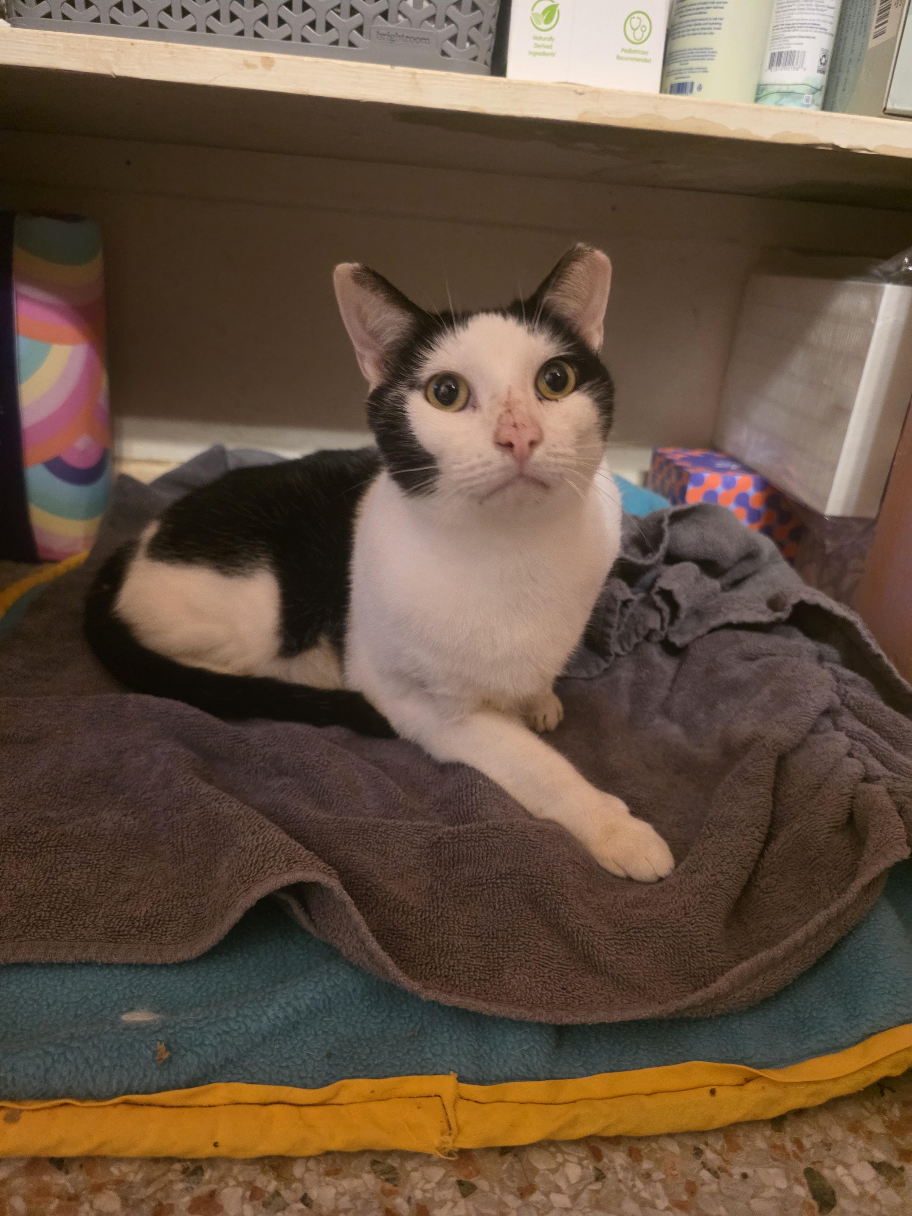 Johnny, a Adoptable Domestic Short Hair in Maitland, FL image 2/3