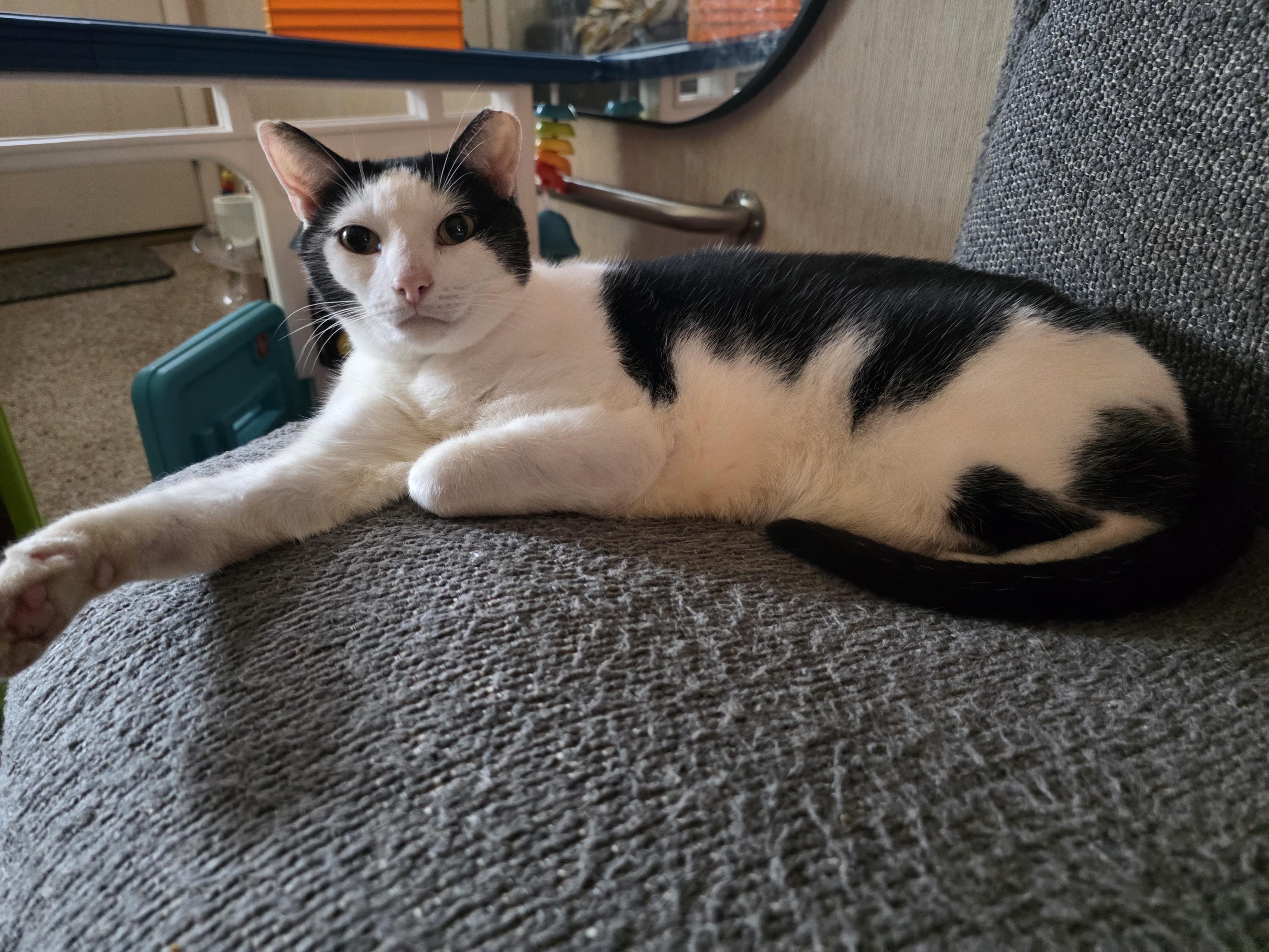 Johnny, a Adoptable Domestic Short Hair in Maitland, FL image 1/3